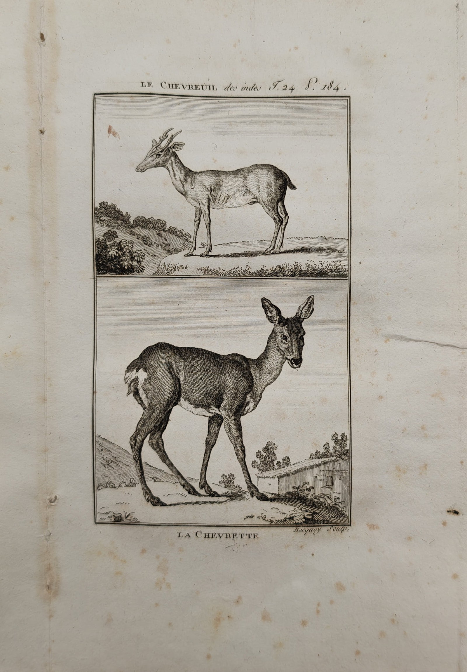 Georges-Louis Leclerc, Comte de Buffon – Roe Deer and Indian Chevrotain – Engraving: "The Indian Roe Deer and the Female Roe Deer" presents a zoological study illustrating small cervid species standing in rural landscape settings with distant hills and countryside foliage. The composi
