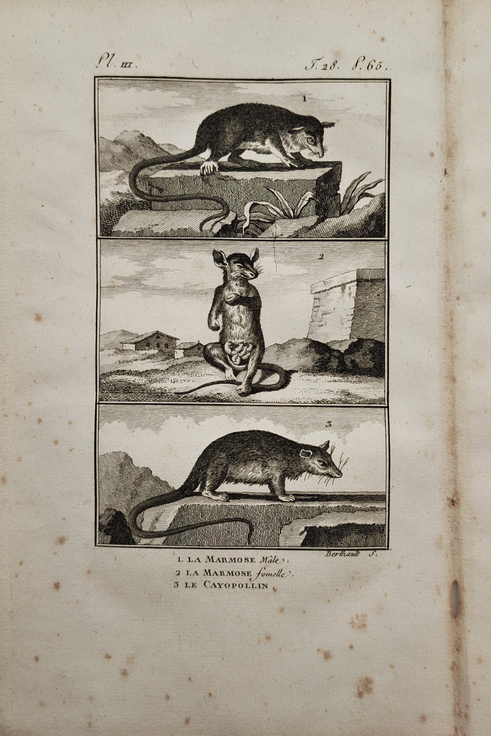 Georges-Louis Leclerc, Comte de Buffon – Marmose Possums and Mexican Opossum – Engraving (1 of 2)