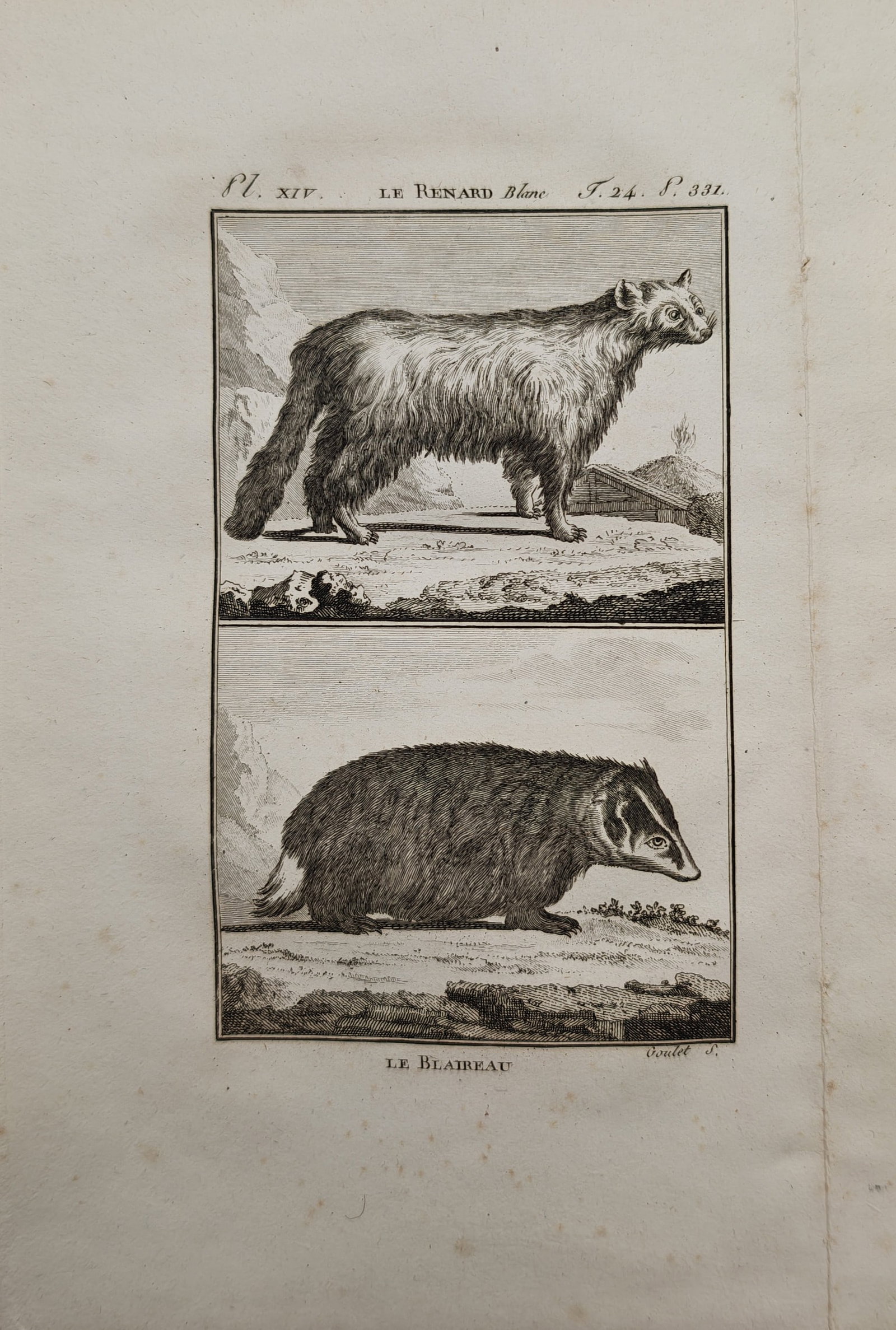 Georges-Louis Leclerc, Comte de Buffon – Arctic Fox and European Badger – Engraving (1 of 2)