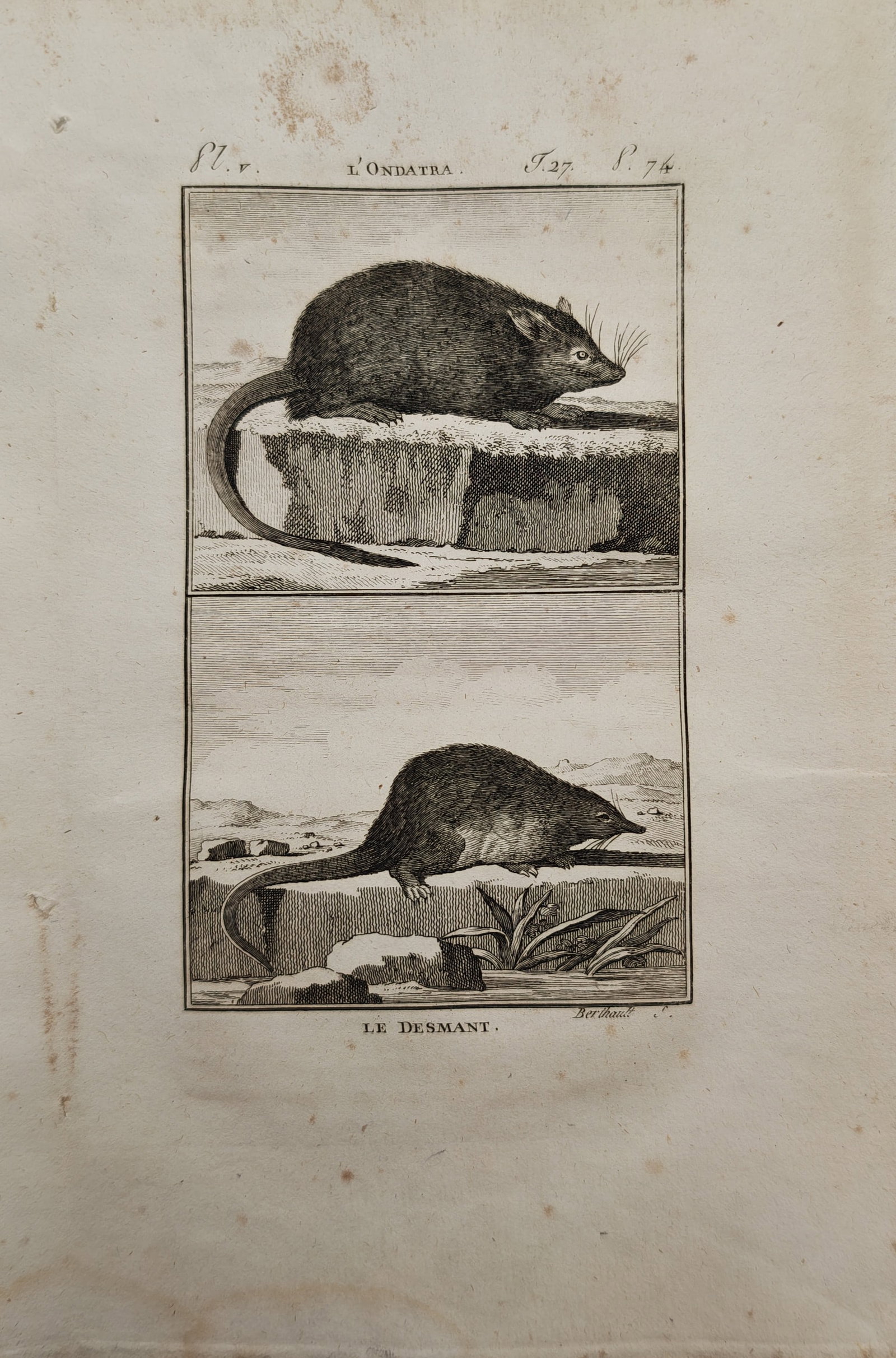 Georges-Louis Leclerc, Comte de Buffon – Muskrat and Russian Desman – Engraving (18th Century) (1 of 2)