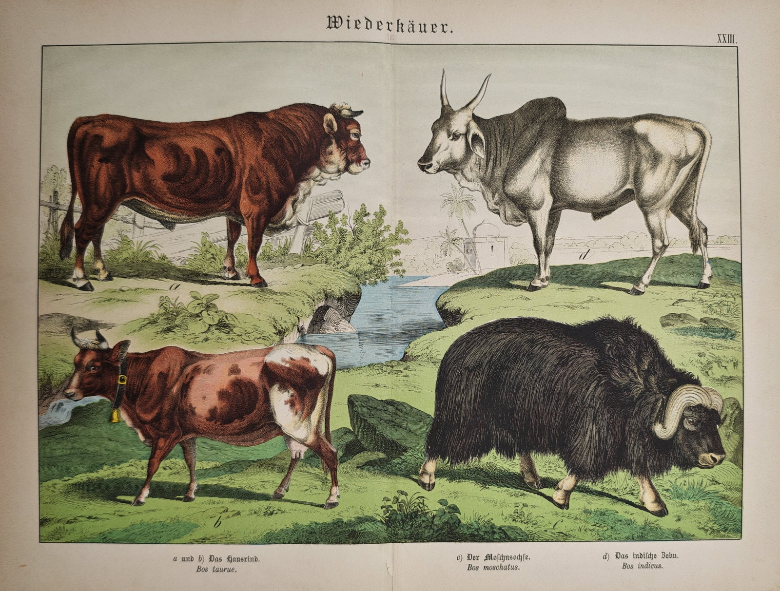 Gotthilf Heinrich von Schubert – Ruminants: Cattle, Zebu, and Muskox – Lithograph (19th Century) (1 of 2)