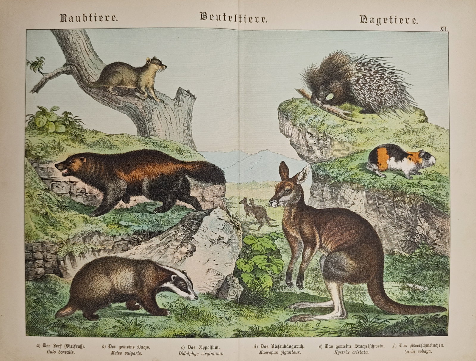 Gotthilf Heinrich von Schubert – Predators, Marsupials, and Rodents – Lithograph (19th Century) (1 of 2)