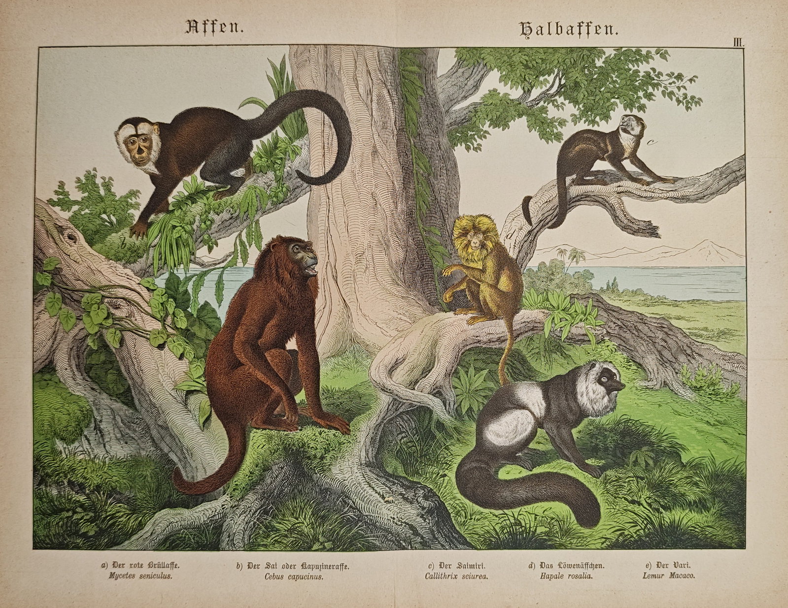 Gotthilf Heinrich von Schubert – Monkeys and Prosimians: Howler Monkey, Capuchin – Lithograph (1 of 2)