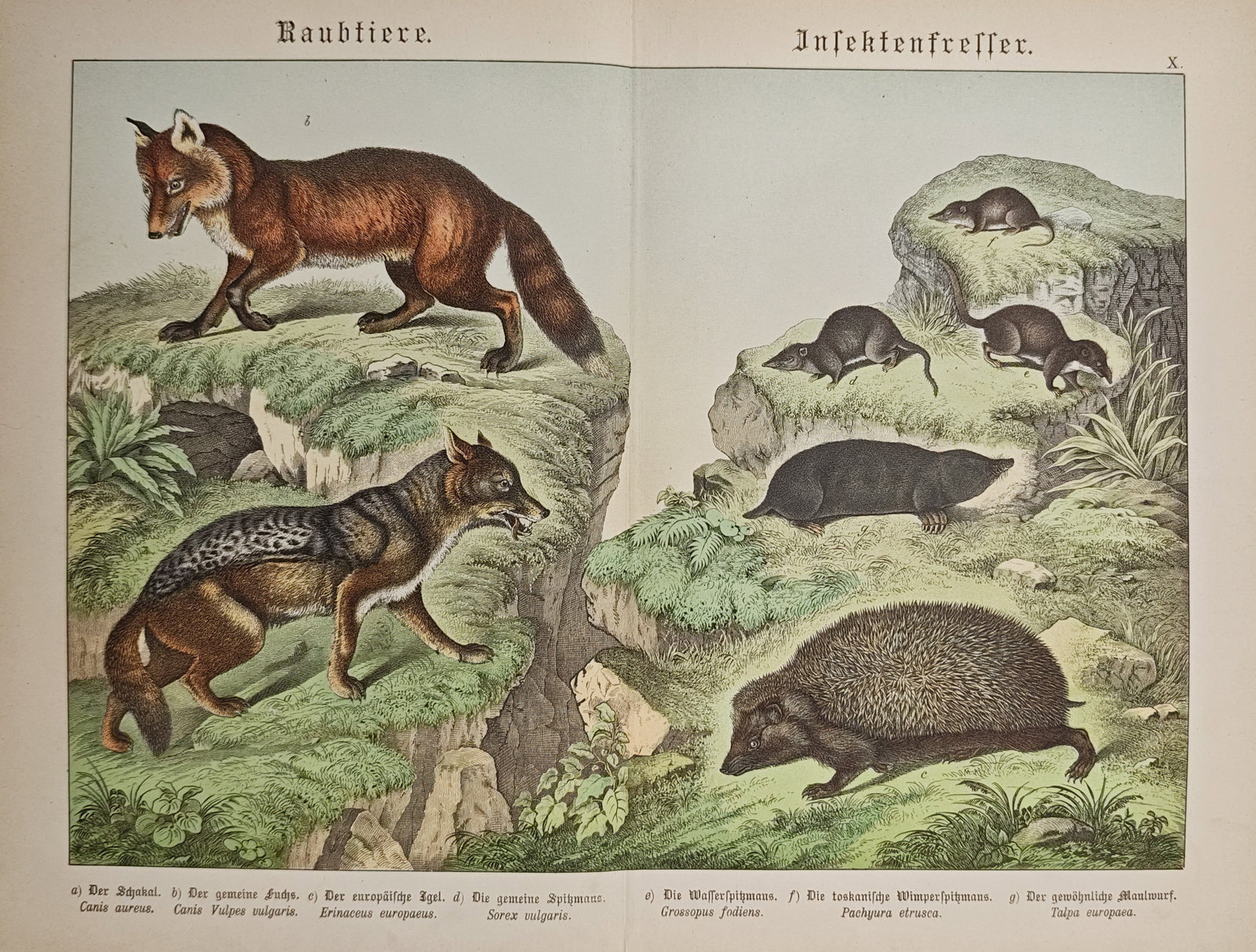 Gotthilf Heinrich von Schubert – Predators and Insectivores: Fox, Jackal, Hedgehog – Lithograph (1 of 2)