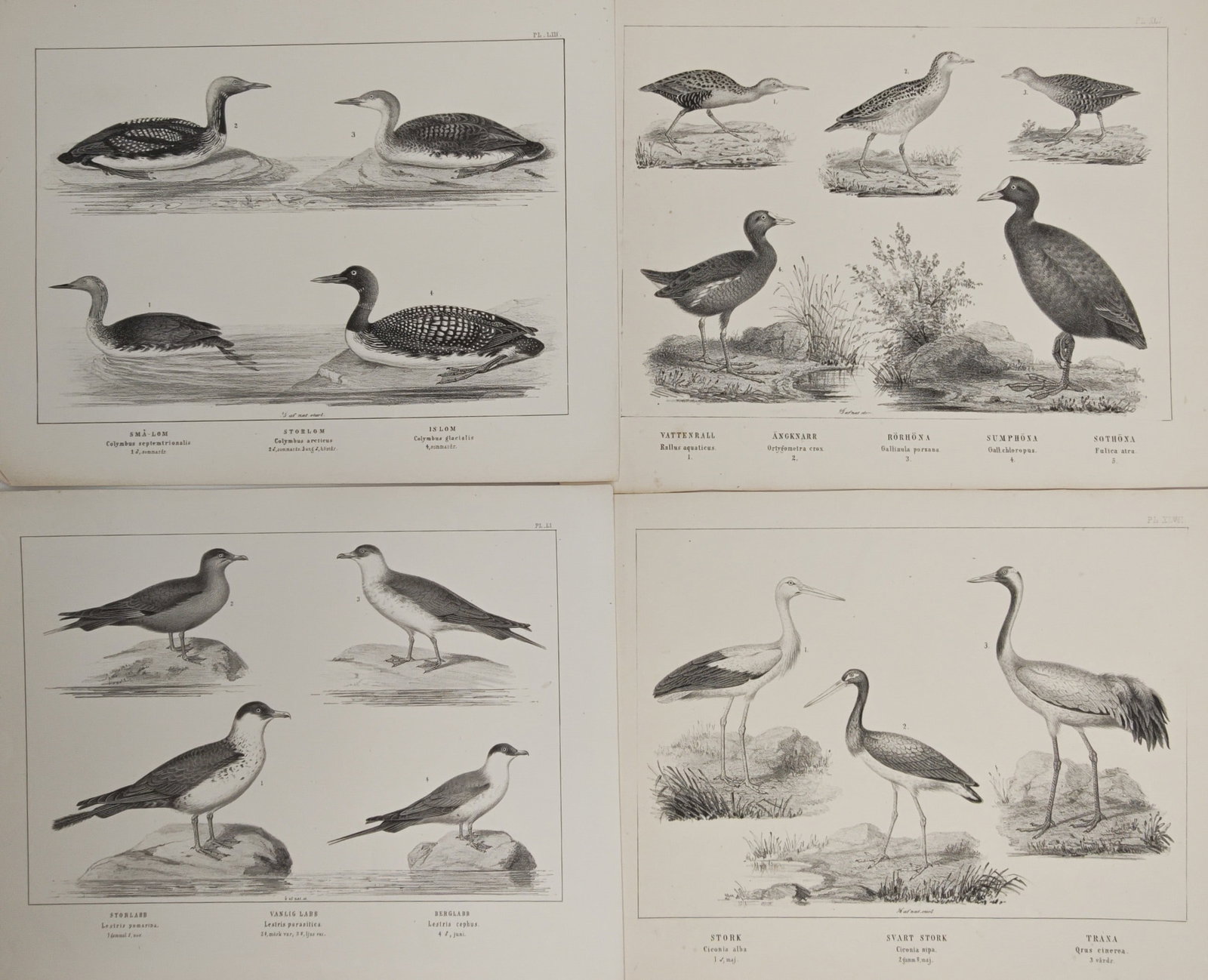 Peter Akerlund – Set of 4: Waterbirds, Waders, and Seabirds – Lithographs (19th Century) (1 of 2)