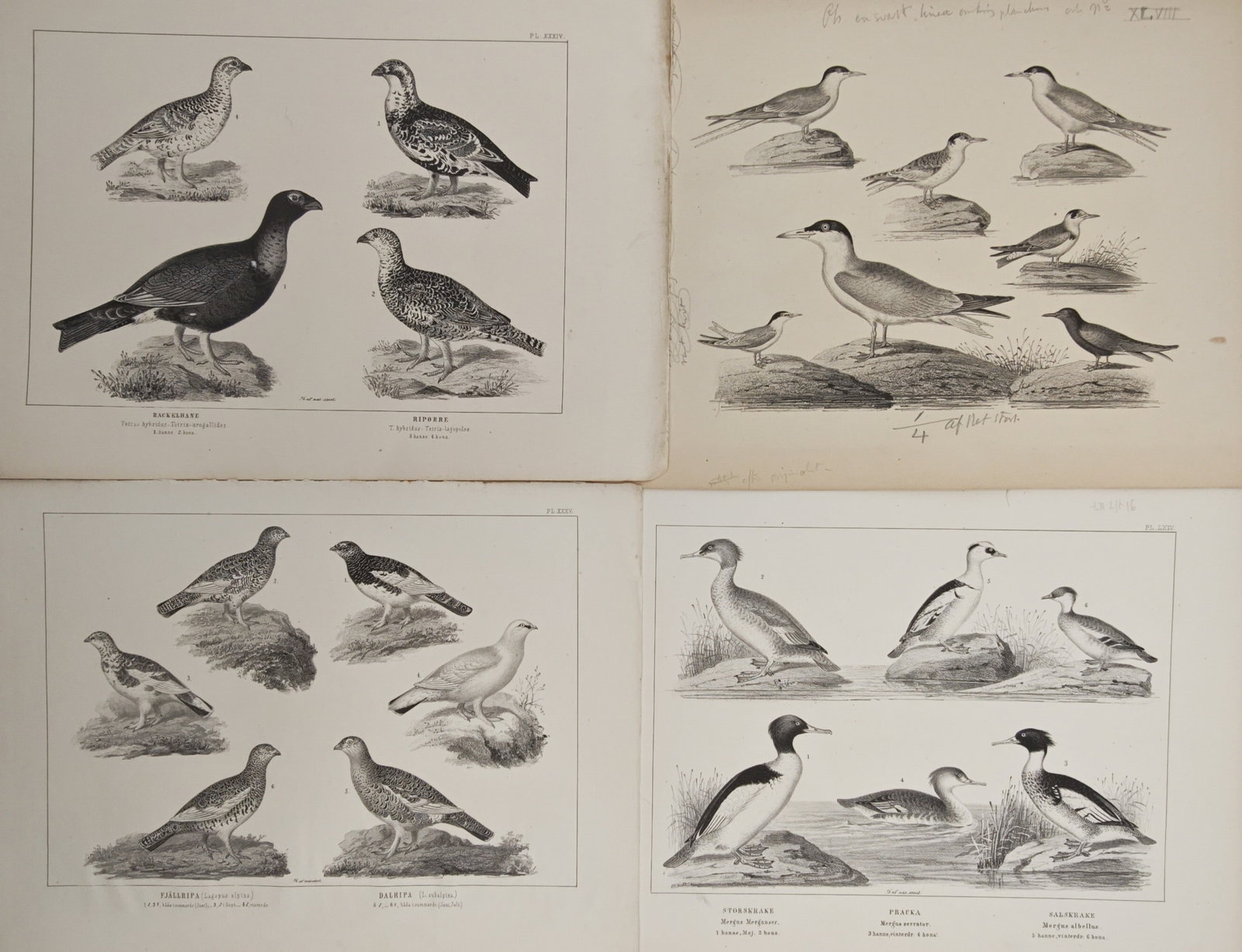 Peter Akerlund – Set of 4: Gamebirds, Terns, and Mergansers – Lithographs (19th Century): "Gamebirds, Terns, and Mergansers" presents an ornithological survey featuring various Scandinavian grouse, terns, and diving duck species depicted in natural landscape settings. The lithographic plat