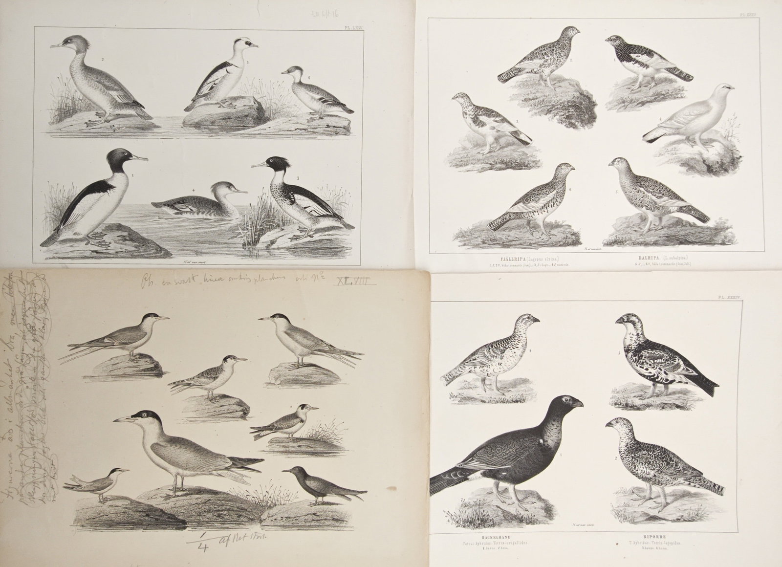 Peter Akerlund – Set of 4: Waterfowl, Ptarmigans, and Gulls – Lithographs (19th Century): "Waterfowl, Ptarmigans, and Gulls" illustrates an ornithological collection highlighting diverse Scandinavian water birds, ptarmigans in seasonal plumage, and coastal seabirds. The detailed lithograph