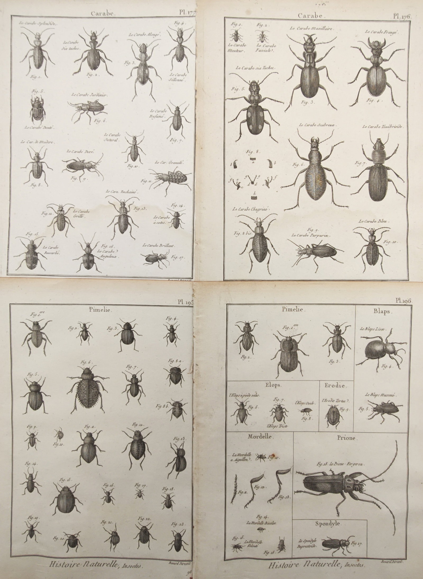 Robert Bénard – Set of 4: Ground Beetles, Darkling Beetles, and Entomology Studies – Engravings: "Ground Beetles, Darkling Beetles, and Entomology Studies" presents a comprehensive natural history survey documenting diverse coleopteran species, detailing structural anatomy, antennae variations, a