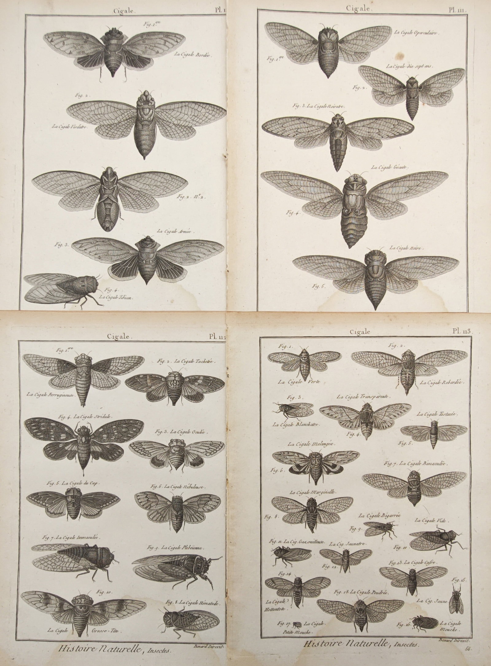 Robert Bénard – Set of 4: Cicadas, Winged Insects, and Entomology Studies – Engravings: "Cicadas, Winged Insects, and Entomology Studies" presents a detailed natural history survey depicting numerous cicada species, illustrating varied wing venation, body morphology, and anatomical struc