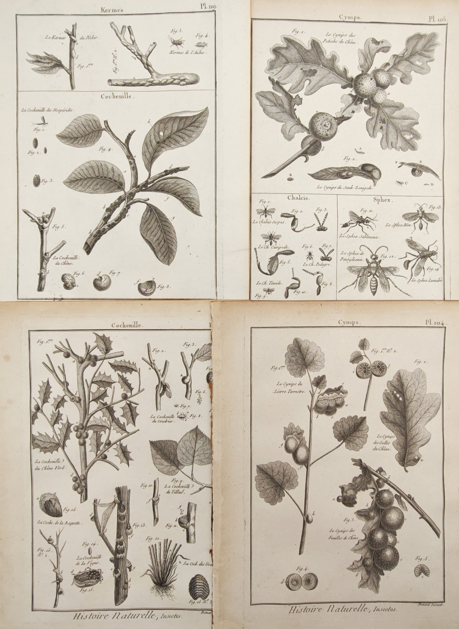Robert Bénard – Set of 4: Gall Wasps, Scale Insects, and Botanical Entomology – Engravings (1 of 2)