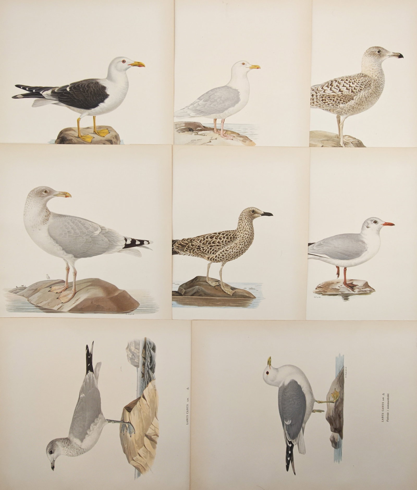 Magnus von Wright – Set of 8: Gulls and Coastal Seabirds – Lithographs (1920s): "Swedish Birds: Gulls and Coastal Seabirds" presents an ornithological study depicting various Scandinavian gull species and shorebirds perched on coastal rocks and along shorelines. The color plates 