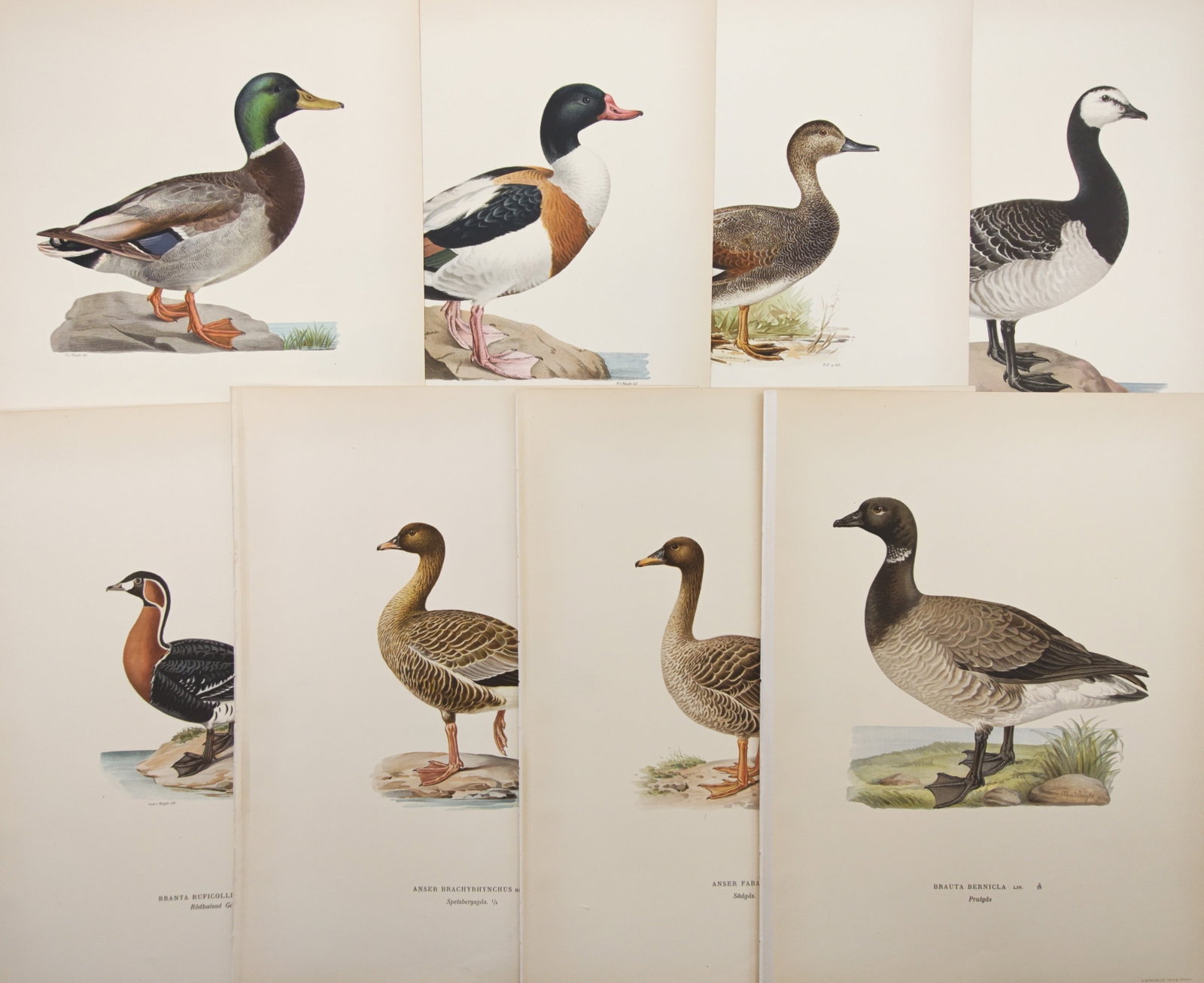 Magnus von Wright – Set of 8: Ducks, Geese, and Waterfowl – Lithographs (1920s): "Swedish Birds: Ducks, Geese, and Waterfowl" presents an ornithological study depicting various Scandinavian wild duck and goose species in naturalistic coastal and wetland settings. The color plates 