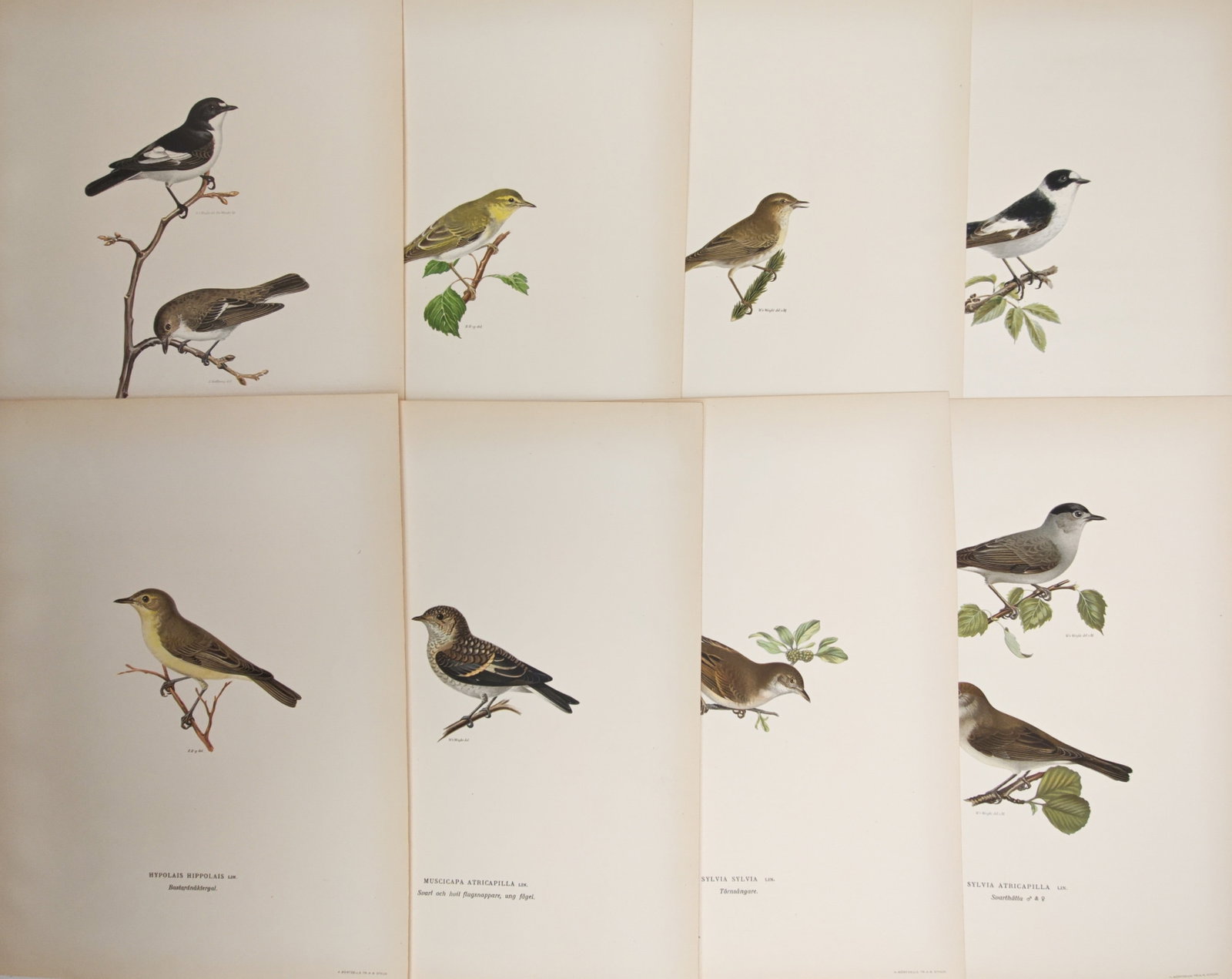 Magnus von Wright – Set of 8: Flycatchers, Warblers, and Songbirds – Lithographs (1920s): "Flycatchers, Warblers, and Songbirds" presents an ornithological study depicting diverse Scandinavian passerine bird species perched on delicate tree branches and botanical foliage. The color plates 