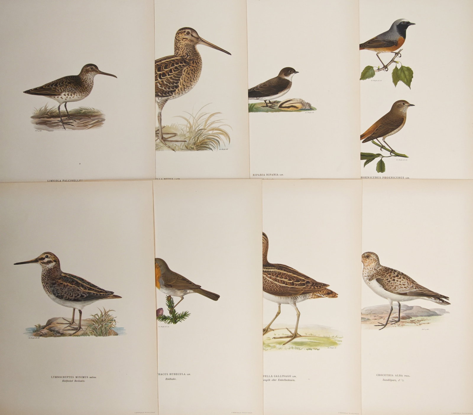 Magnus von Wright – Set of 8: Snipes, Sandpipers, and Songbirds – Lithographs (1920s): "Snipes, Sandpipers, and Songbirds" presents an ornithological study illustrating diverse Scandinavian wading birds, snipes, sandpipers, and small passerines shown in naturalistic habitat settings. Th