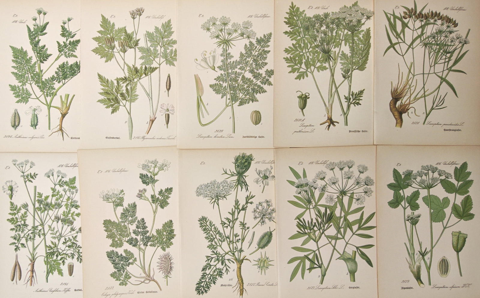 Moritz Fünfstück – Set of 10: Umbellifers, Wild Parsley, and Botanical Studies – Lithographs (1 of 2)