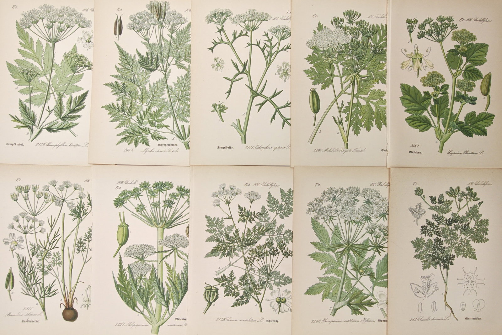 Moritz Fünfstück – Set of 10: Apiaceae, Hemlock, and Flowering Umbels – Lithographs (19th: "Apiaceae, Hemlock, and Flowering Umbels" presents a detailed botanical study illustrating various flowering plants of the carrot family with depictions of branched inflorescences, dissected leaves, s