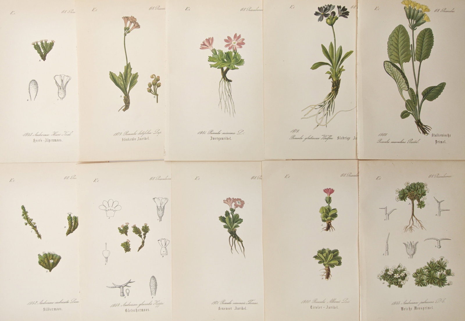 Moritz Fünfstück – Set of 10: Primroses, Rock Jasmines, and Alpine Flora – Lithographs: "Primroses, Rock Jasmines, and Alpine Flora" presents a botanical study illustrating diverse high-altitude flowering plants and rock jasmines, highlighting naturalistic blooms, root structures, and fl