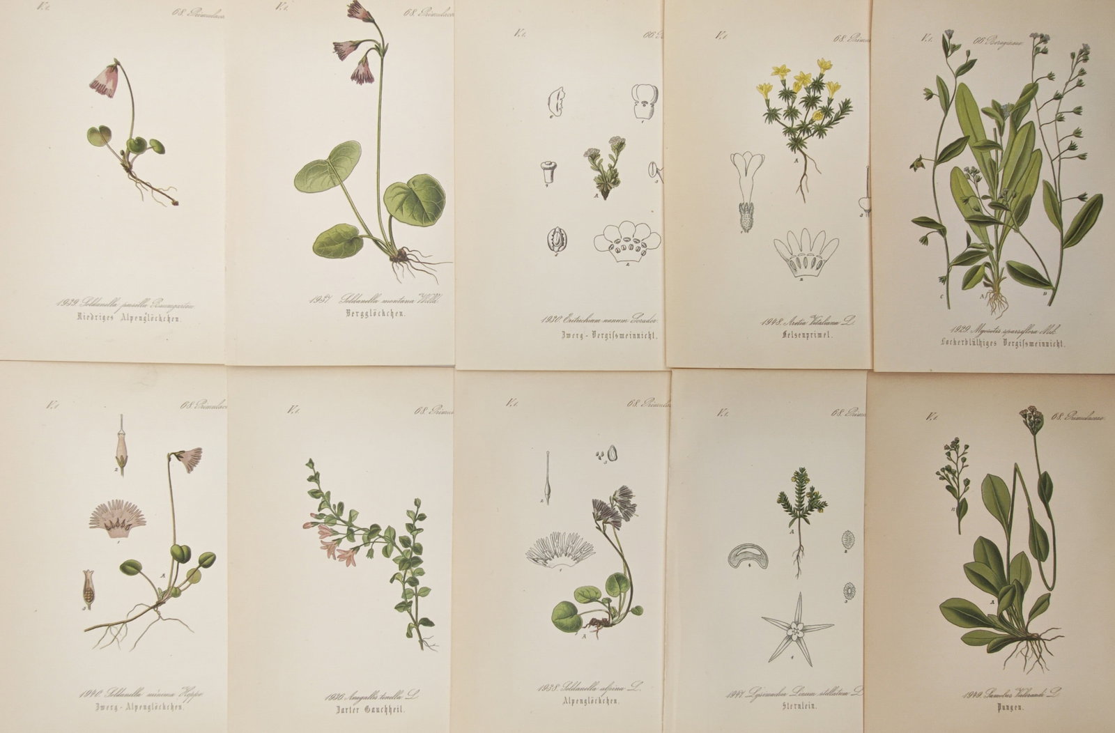 Moritz Fünfstück – Set of 10: Snowbells, Forget-Me-Nots, and Mountain Herbs – Lithographs (1 of 2)