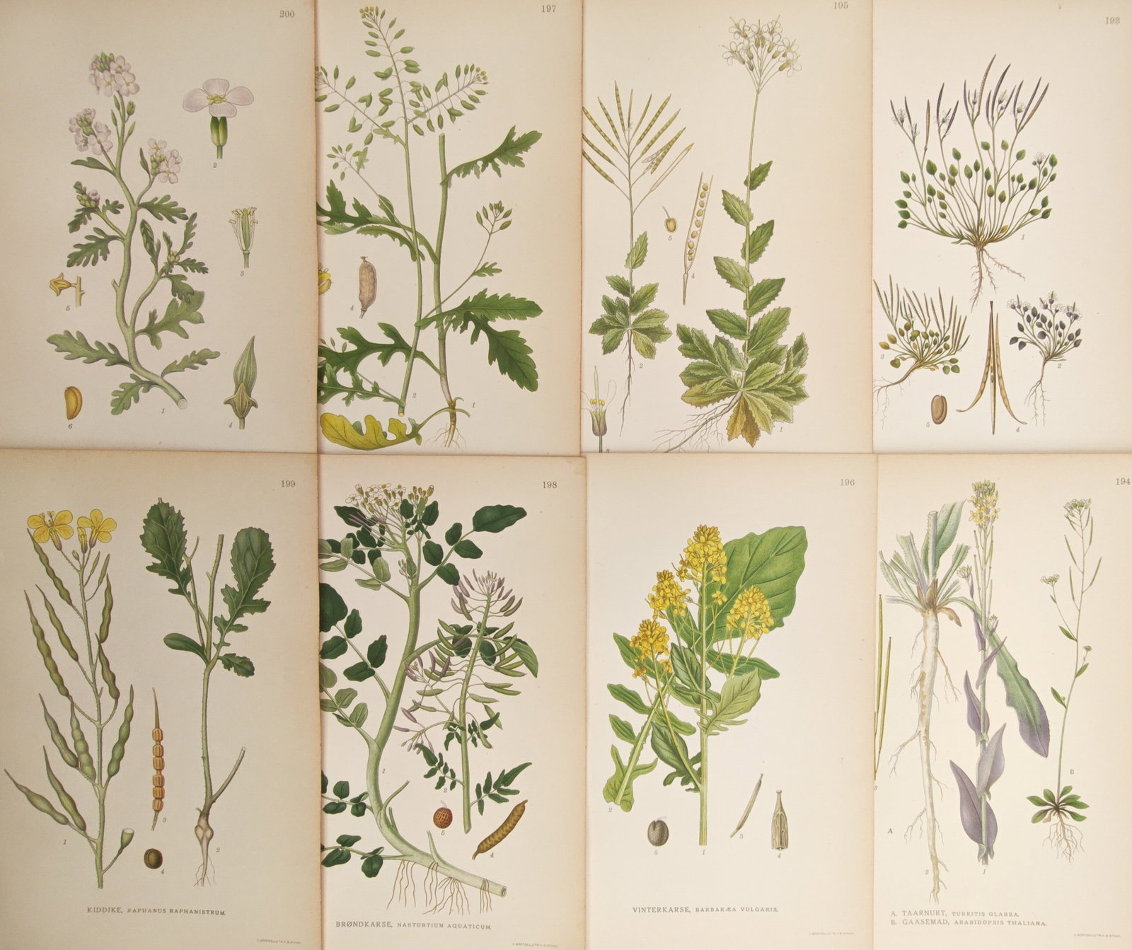 Carl Lindman – Set of 8: Wild Mustards, Cresses, and Cruciferous Plants – Lithographs (1 of 2)