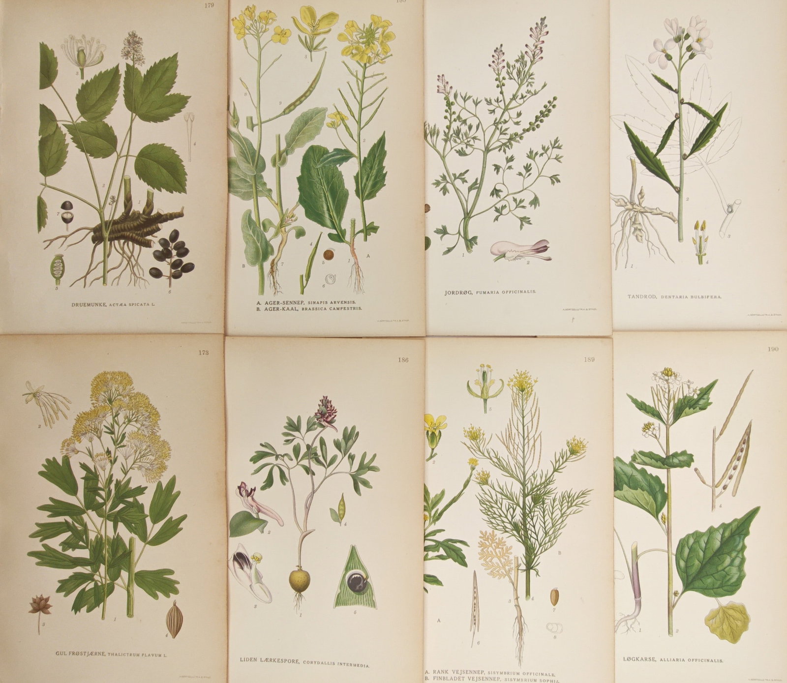 Carl Lindman – Set of 8: Meadow Rues, Fumitories, and Mustard Flora – Lithographs (20th Century) (1 of 2)