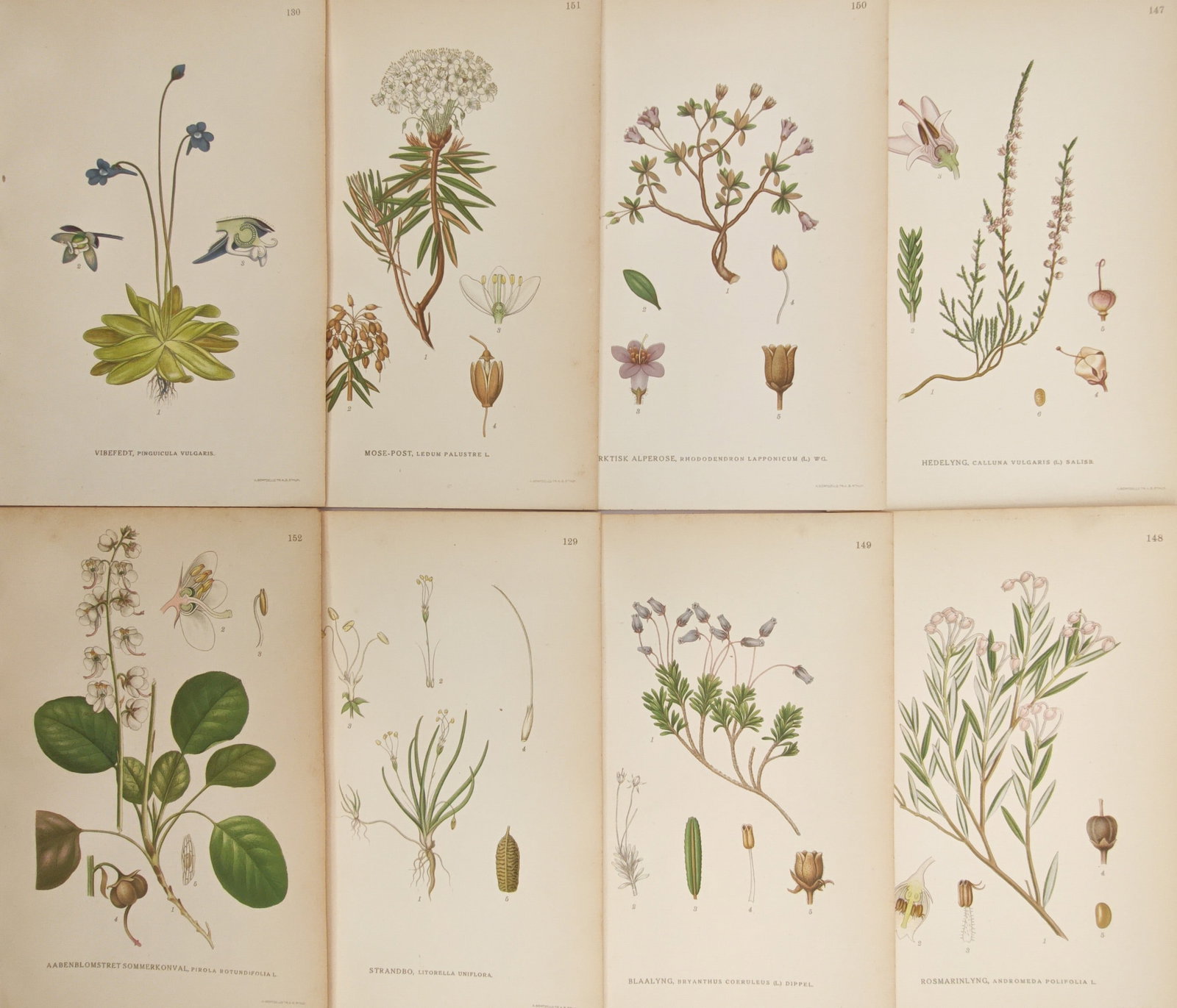 Carl Lindman – Set of 8: Heaths, Wintergreens, and Alpine Heathers – Lithographs (20th Century): "Heaths, Wintergreens, and Alpine Heathers" presents a botanical survey illustrating varied Scandinavian ericaceous shrubs, carnivorous butterworts, wintergreens, and mountain heaths detailing delicat