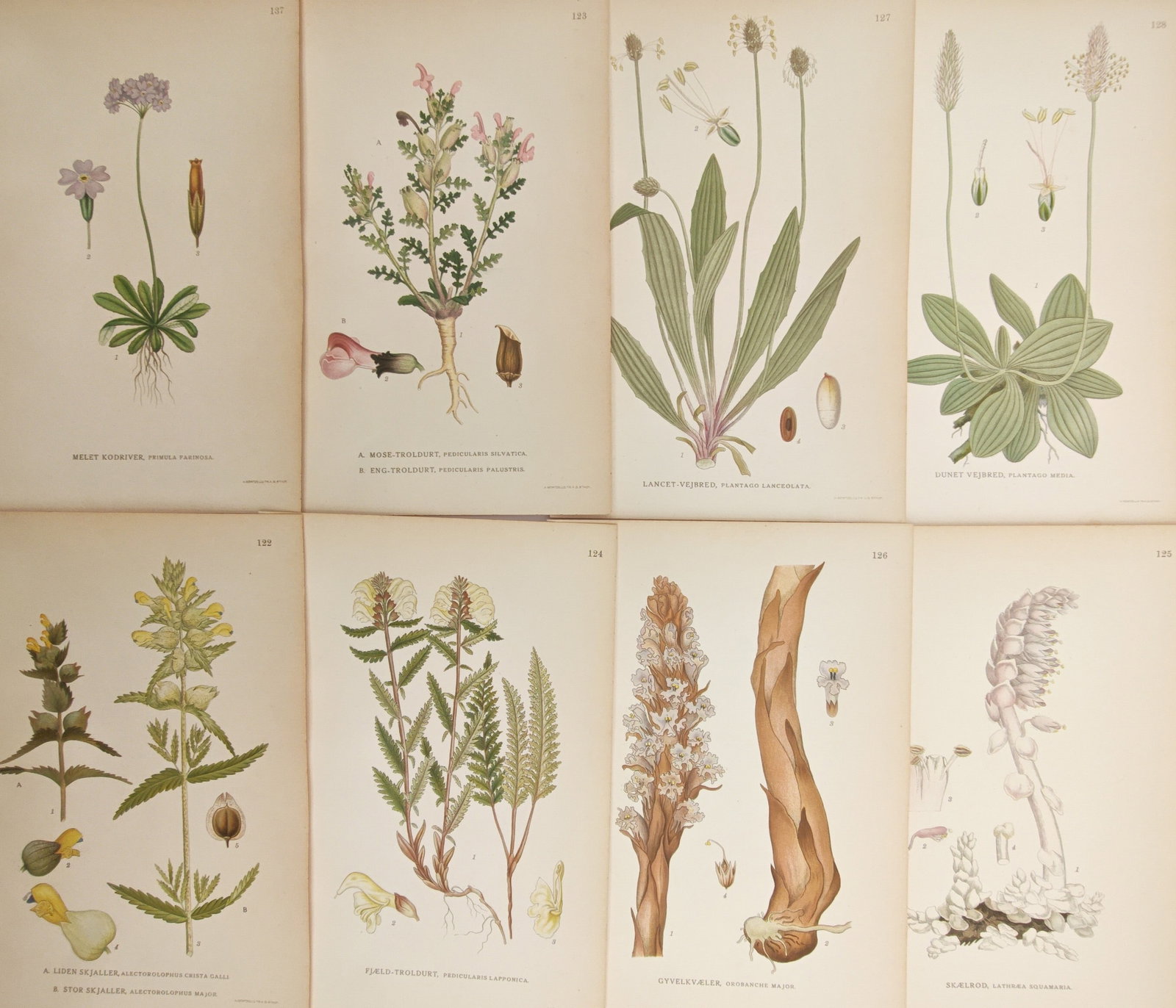 Carl Lindman – Set of 8: Plantains, Broomrapes, and Parasitic Wildflowers – Lithographs (1 of 2)