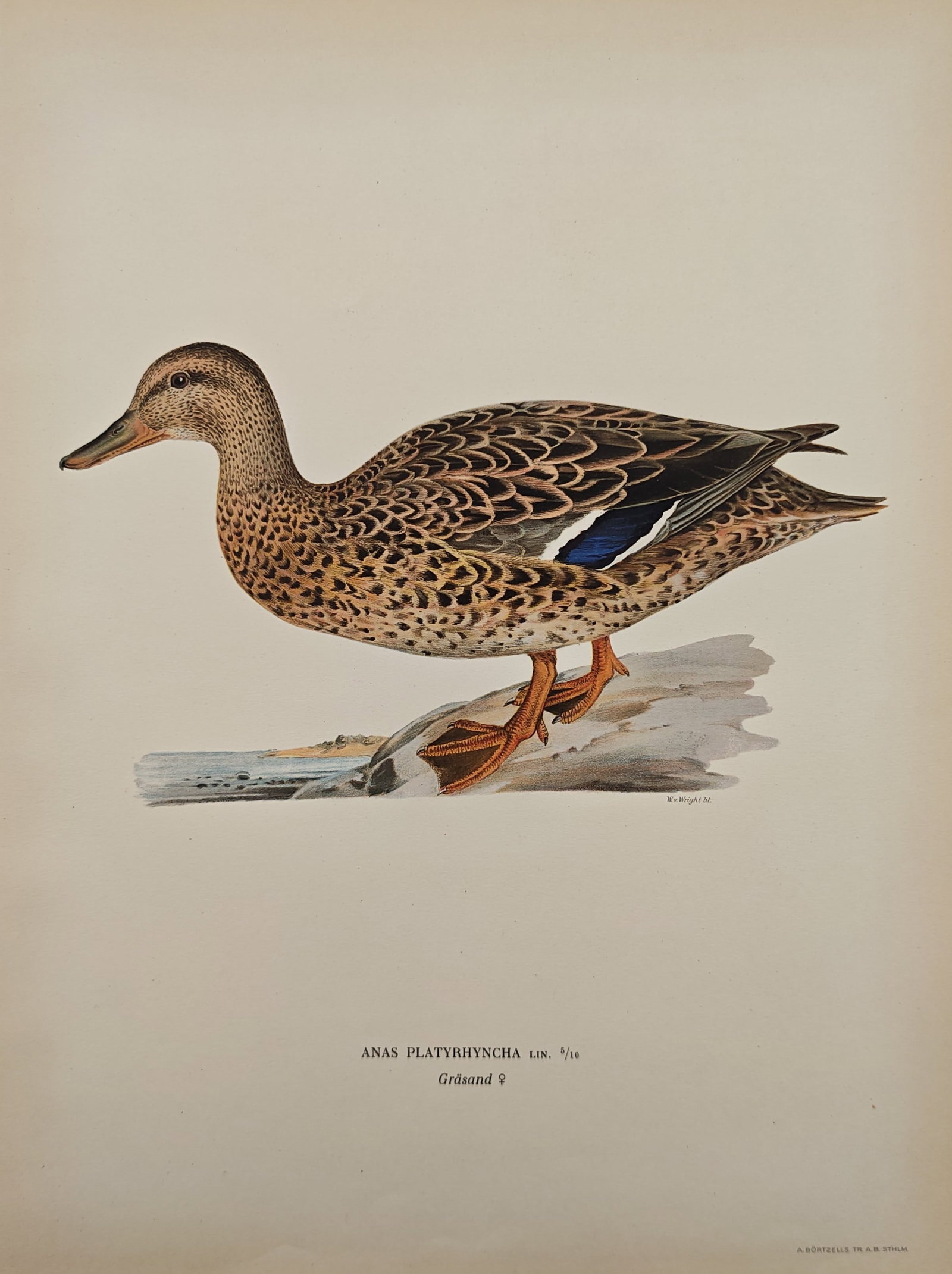 Magnus von Wright – Female Mallard – Lithograph (1920s) (1 of 2)