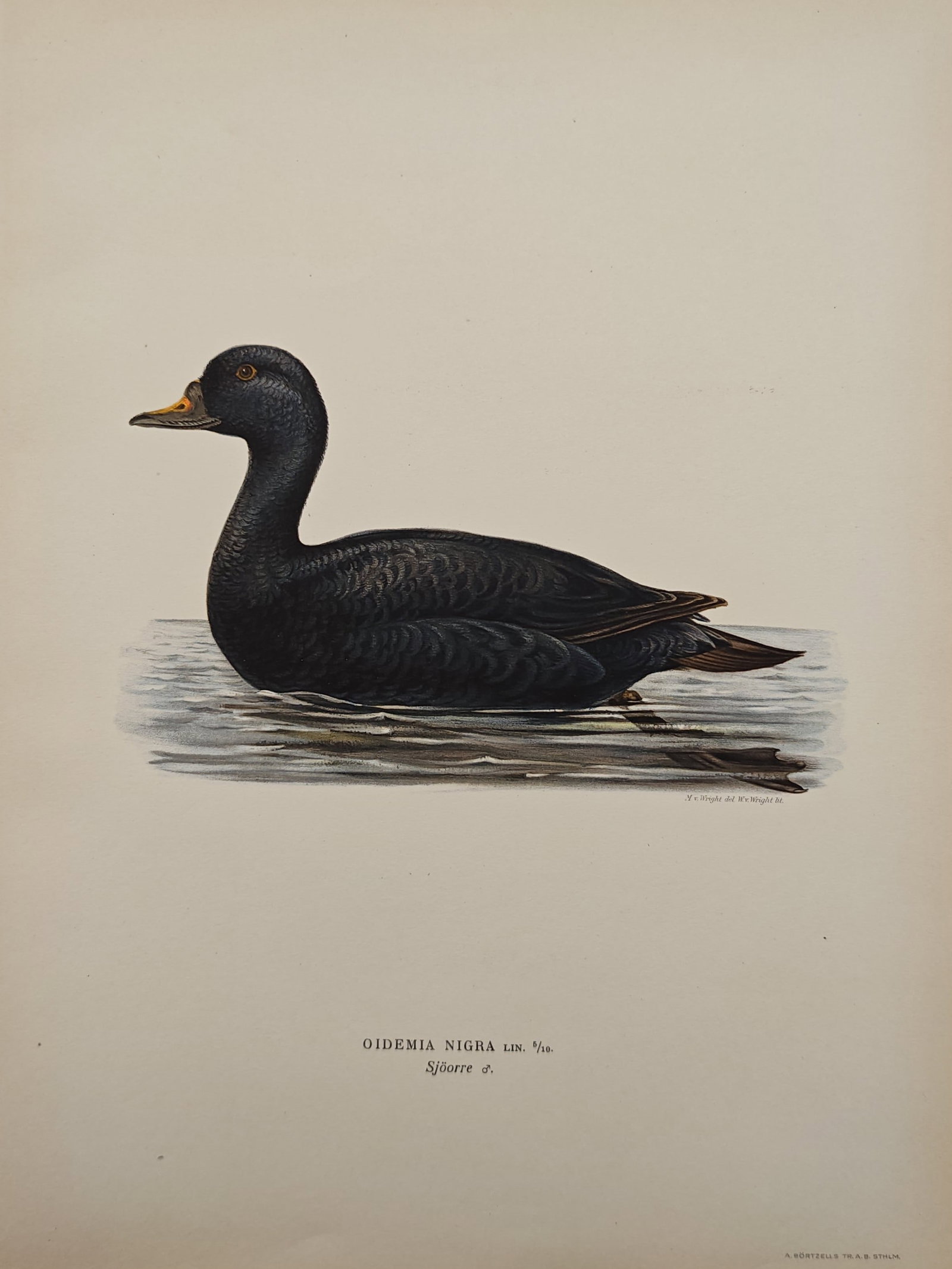 Ferdinand von Wright – Male Common Scoter – Lithograph (1920s) (1 of 2)