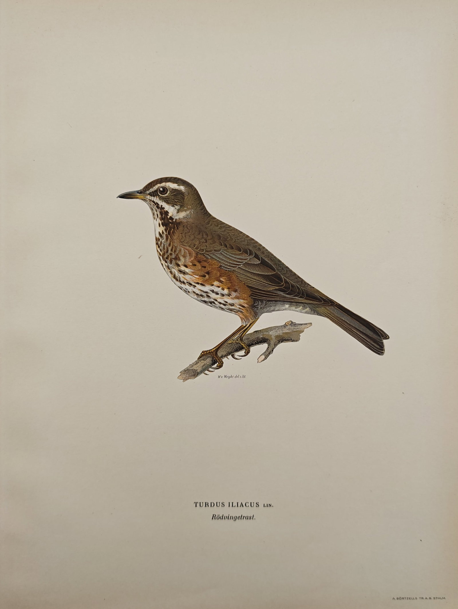 Ferdinand von Wright – Redwing – Lithograph (1920s): "Redwing" presents an ornithological study of a passerine bird perched upon a small branch, showcasing its distinctive plumage and facial markings. This natural history illustration was published as a