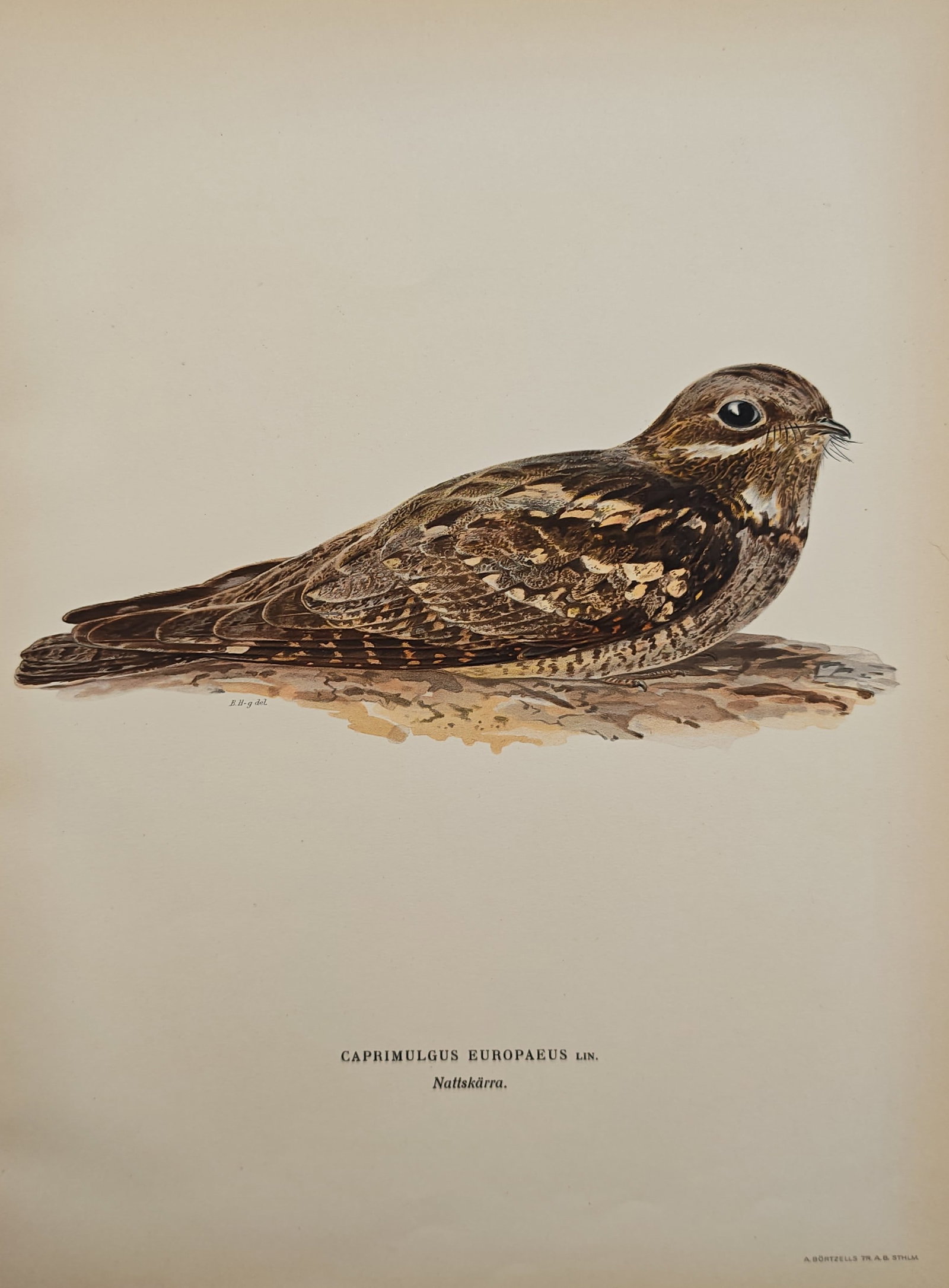 Magnus von Wright – European Nightjar – Lithograph (1920s): "European Nightjar" presents an ornithological study of a nocturnal bird resting on a branch, showcasing its intricate camouflaged plumage and large dark eye. This natural history illustration was pub