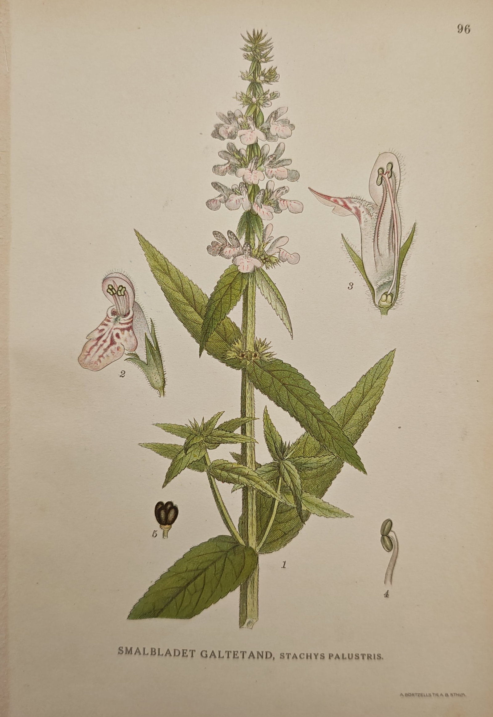Carl Lindman – Marsh Woundwort – Lithograph (20th Century) (1 of 2)