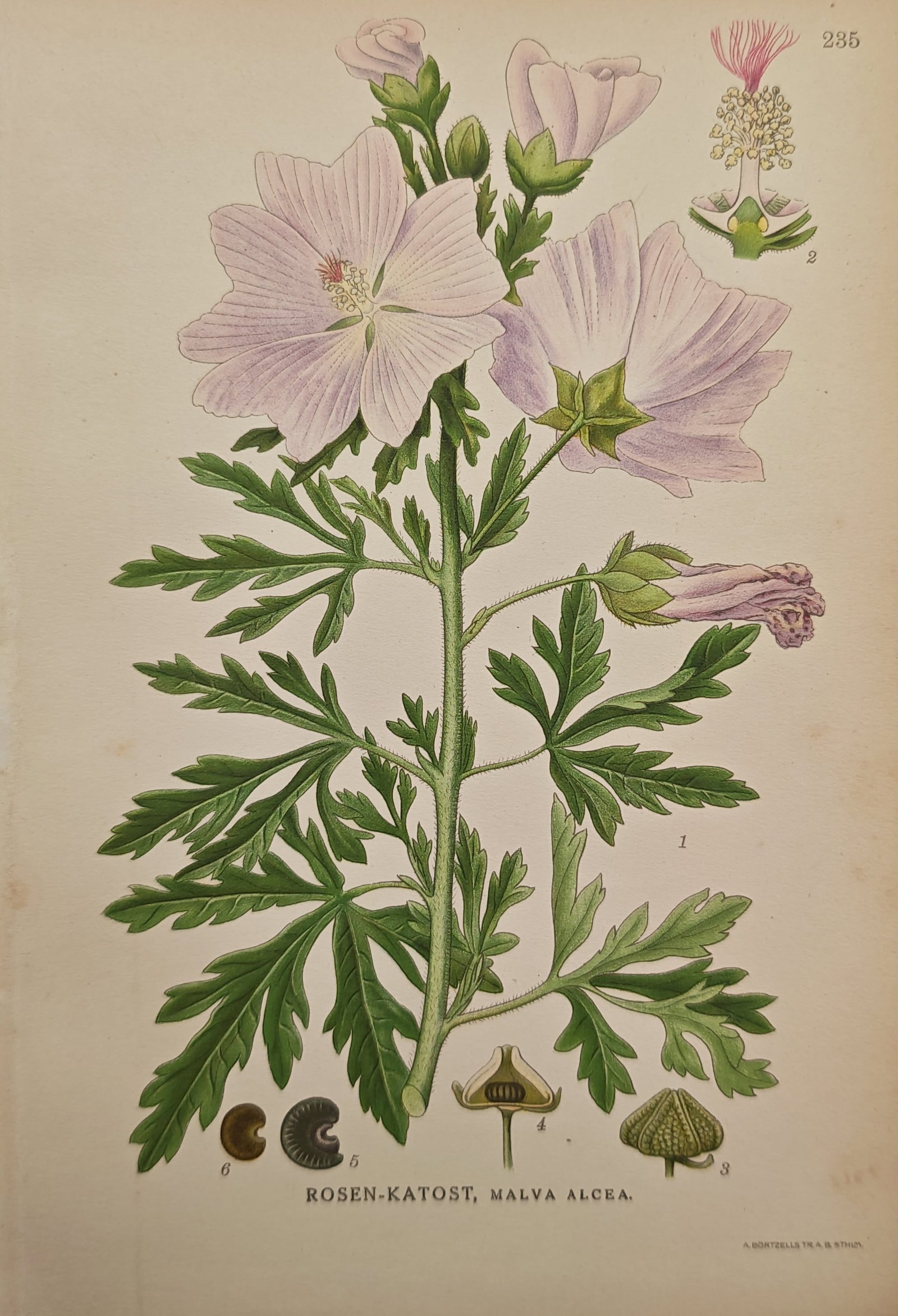 Carl Lindman – Greater Musk-mallow – Lithograph (20th Century): "Greater Musk-mallow" presents a botanical study of the flowering plant alongside detailed dissections of its floral anatomy, seed capsules, and seeds. This botanical illustration was published as a c