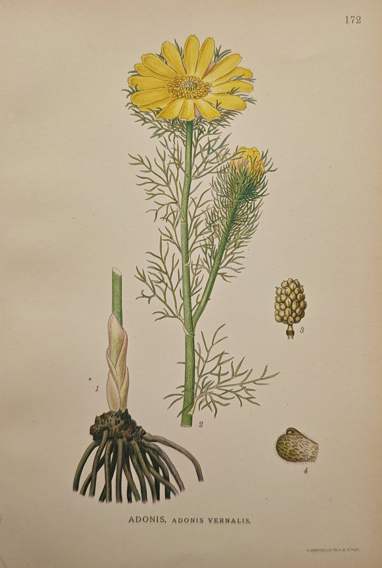 Carl Lindman – Yellow Pheasant's Eye – Lithograph (20th Century): "Yellow Pheasant's Eye" presents a botanical study of the flowering perennial alongside detailed dissections of its root structure and fruiting head. This botanical illustration was published as a col