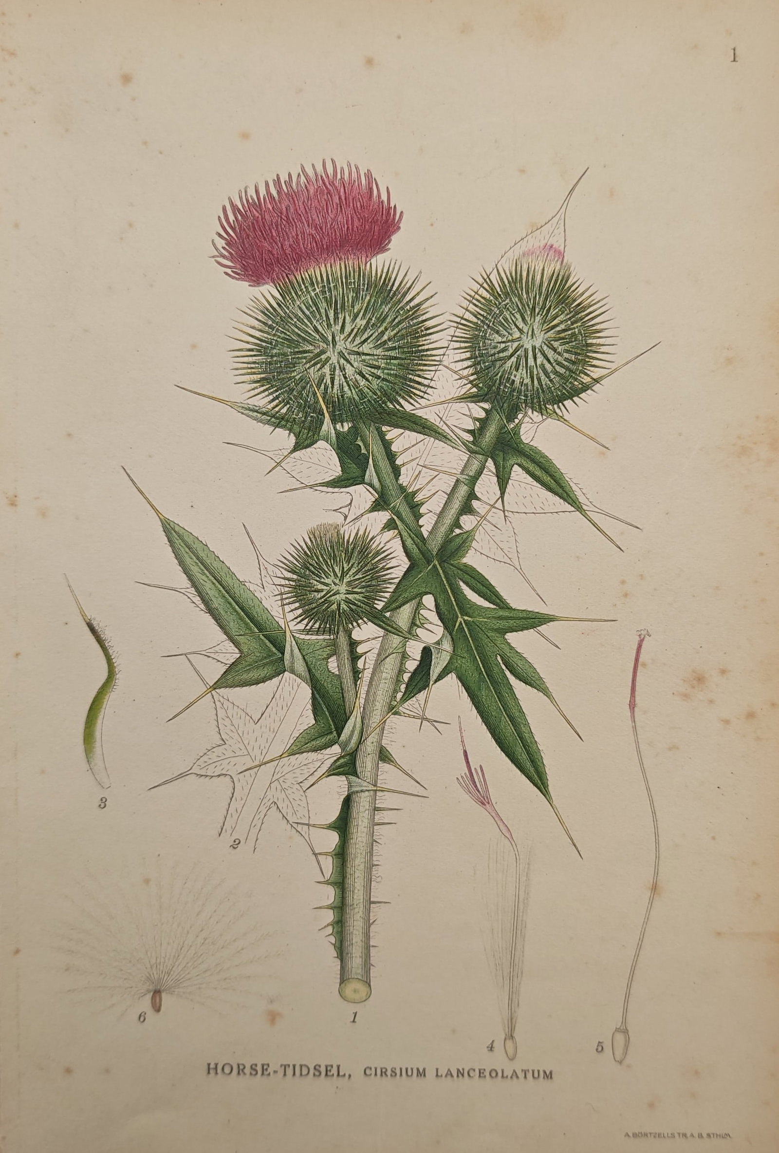 Carl Lindman – Spear Thistle – Lithograph (20th Century) (1 of 2)