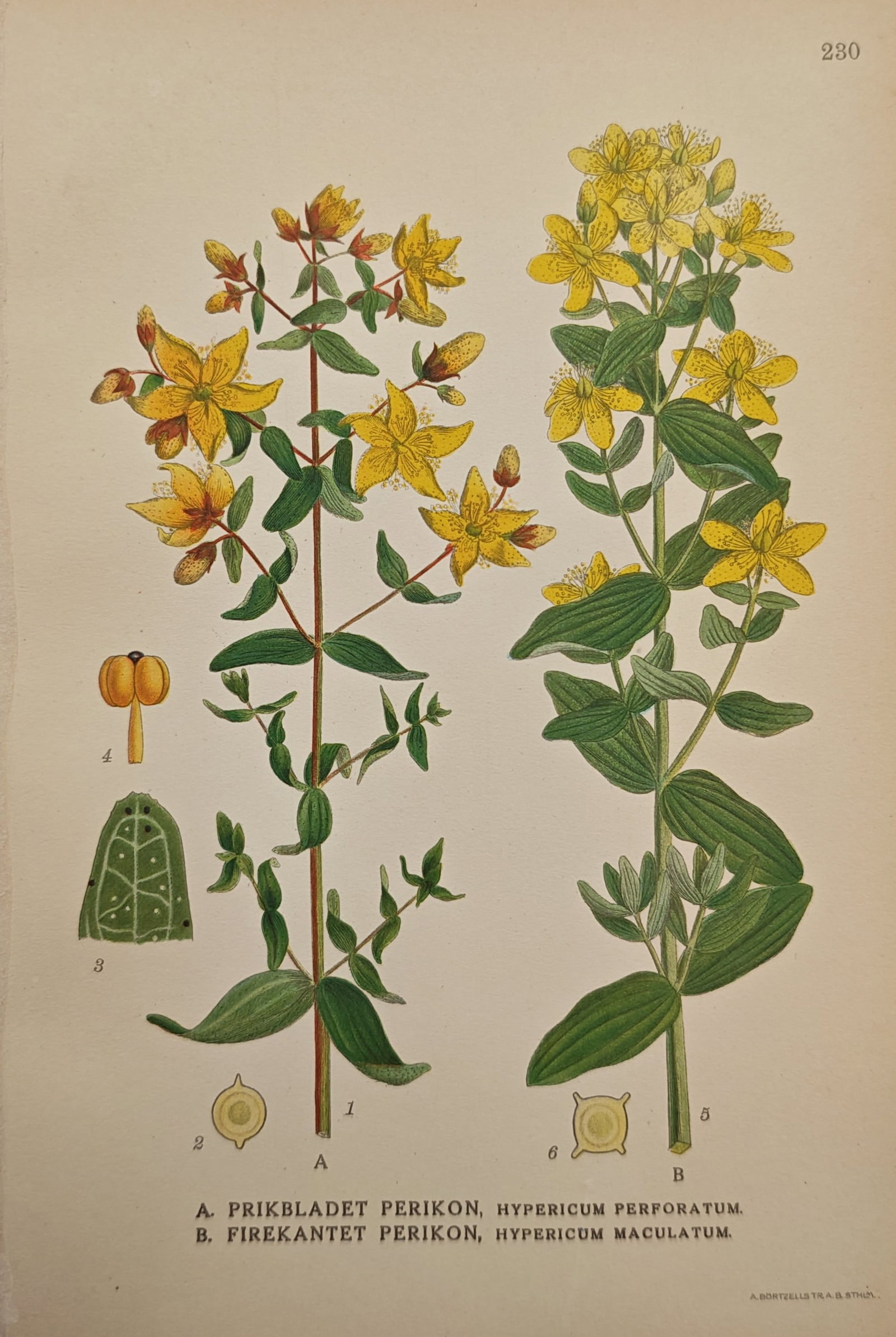 Carl Lindman – Perforate St John's-wort and Imperforate St John's-wort – Lithograph (20th (1 of 2)