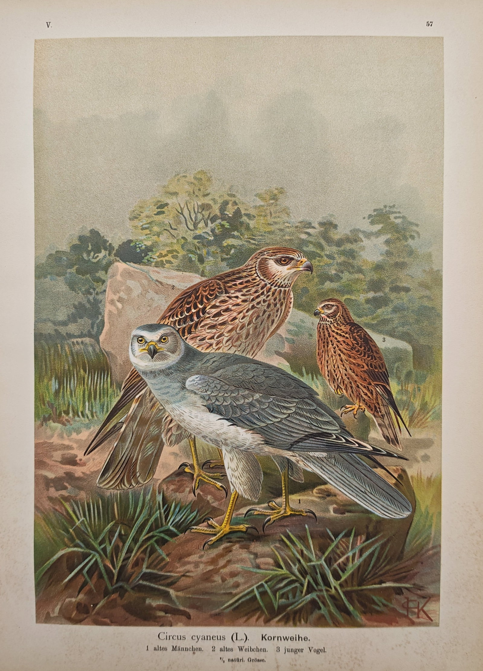 Johann Friedrich Naumann – Hen Harrier – Lithograph (19th Century): "Hen Harrier" presents an ornithological study of male, female, and juvenile birds of prey perched together in an open landscape setting. This natural history illustration was published as a color lit