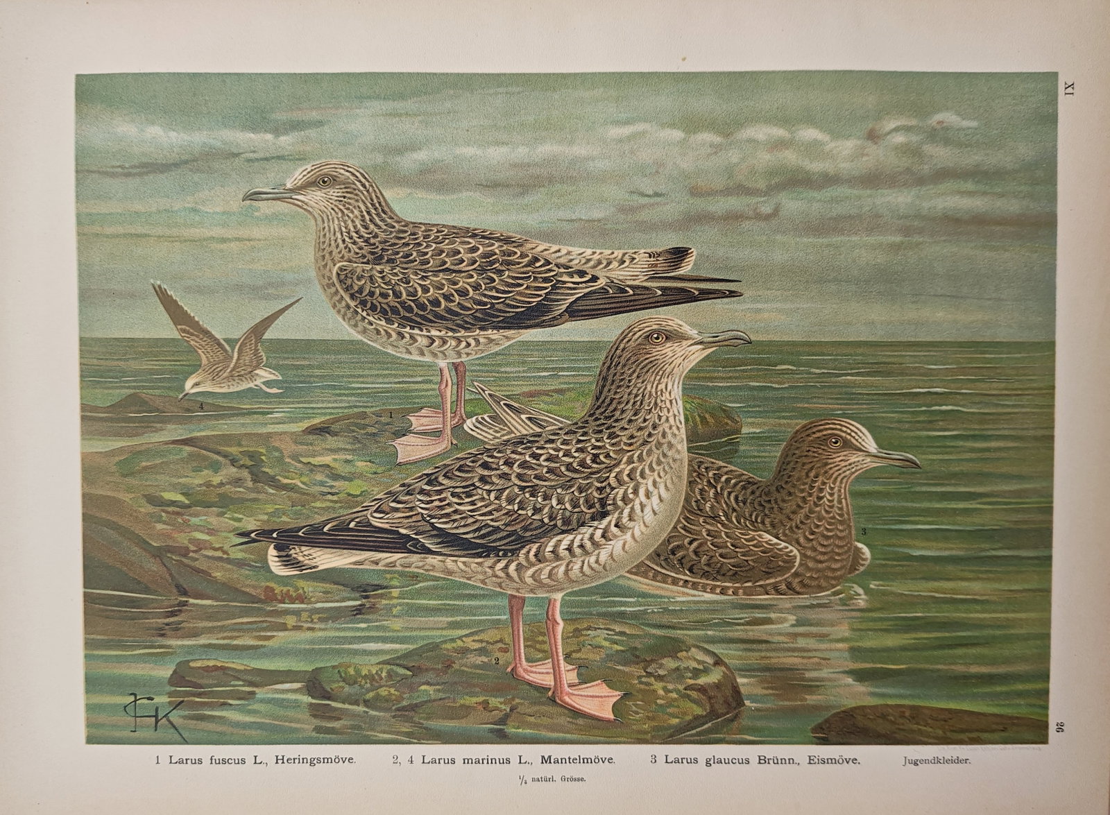 Johann Friedrich Naumann – Juvenile Gulls in Coastal Waters – Lithograph (19th Century): "Juvenile Gulls in Coastal Waters" presents an ornithological study of young lesser black-backed, great black-backed, and glaucous gulls resting and swimming along a rocky shoreline. This natural hist
