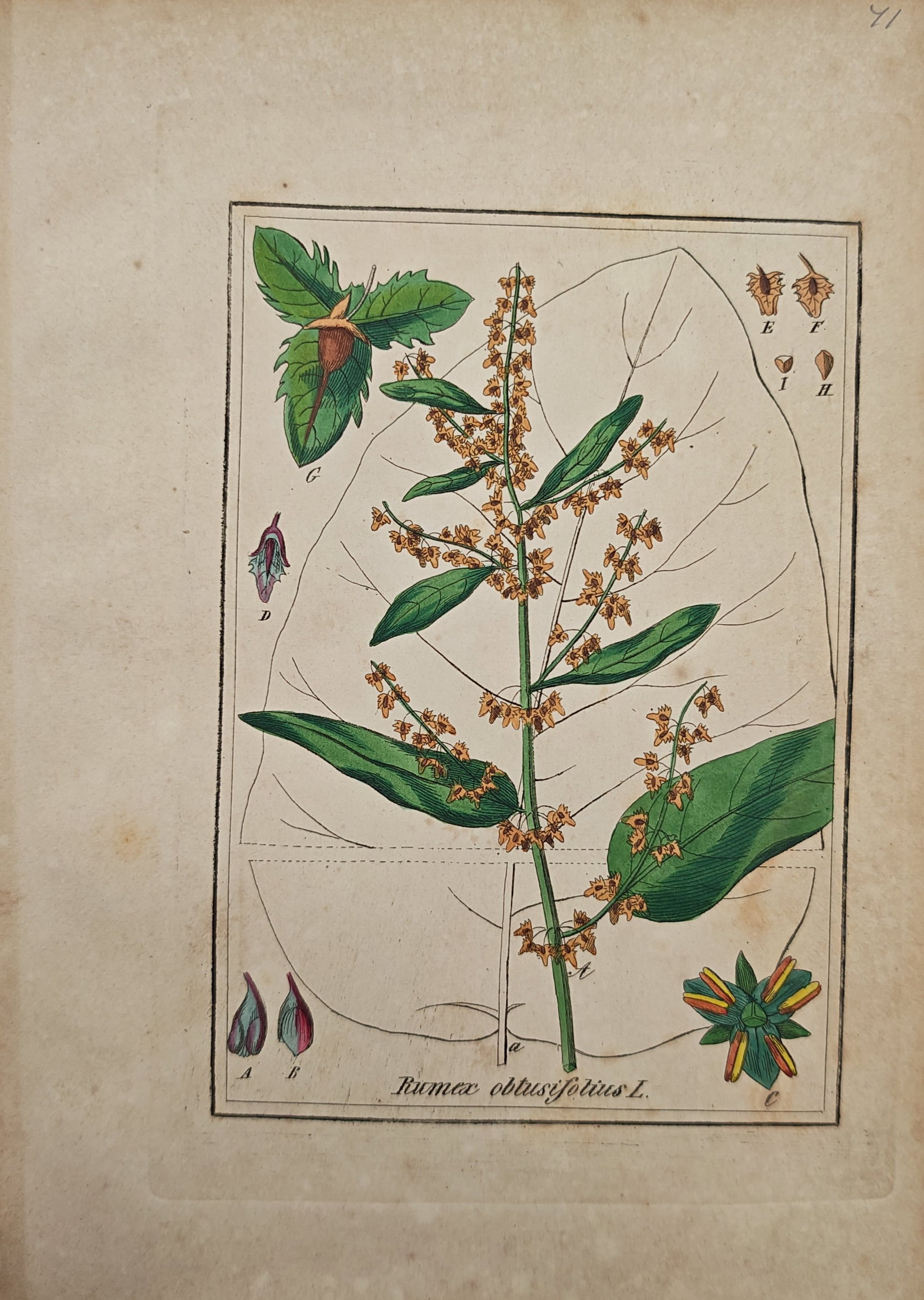 Max Schulze – Broad-Leaved Dock – Engraving (19th Century): "Broad-Leaved Dock" presents a detailed botanical study of Rumex obtusifolius showing its flowering spike and large basal foliage alongside dissections of flowers, seed valves, and nutlets. This natur