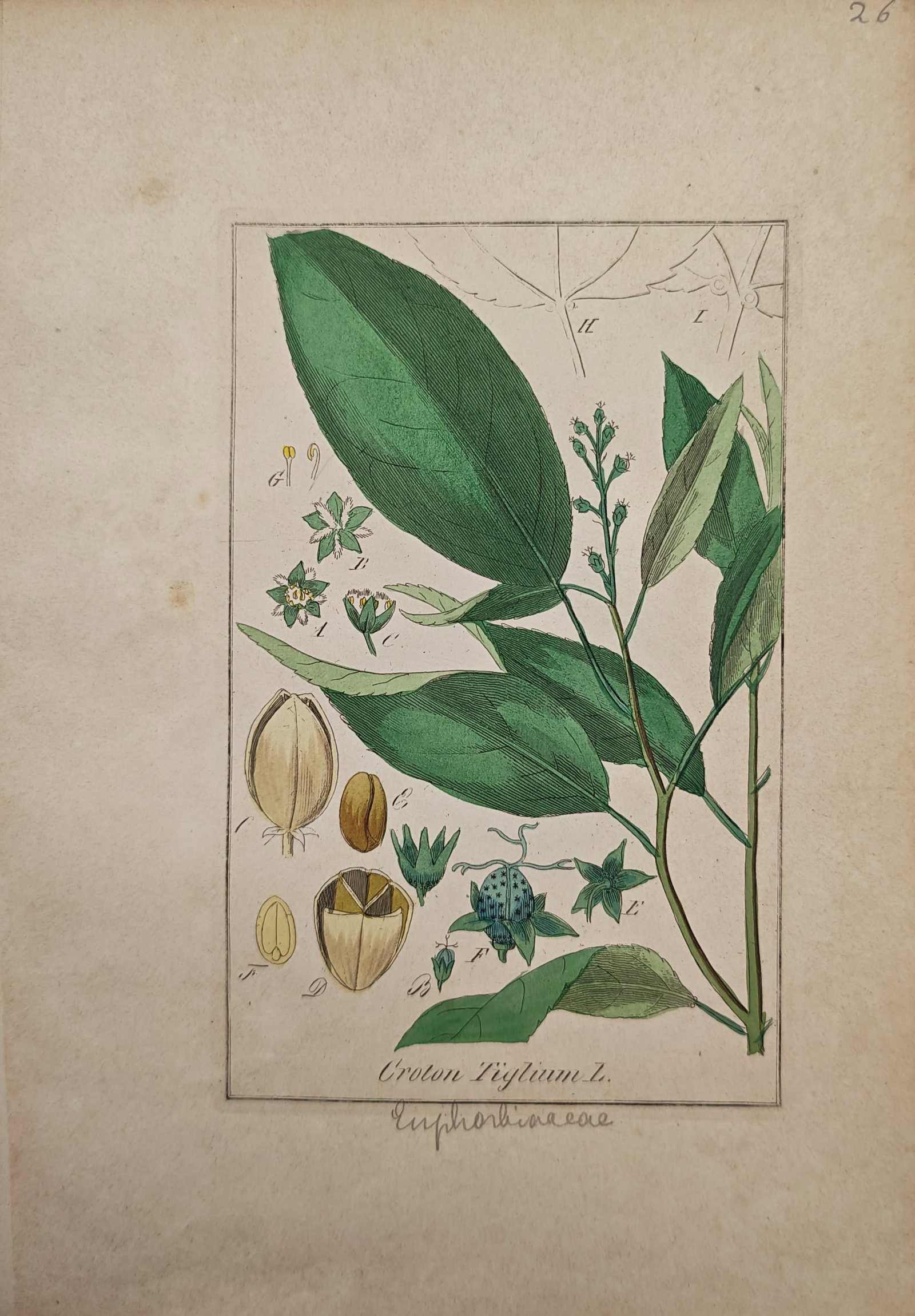 Max Schulze – Purging Croton – Engraving (19th Century): "Purging Croton" presents a detailed botanical study of Croton tiglium illustrating its foliage and flowering raceme alongside precise dissections of male and female floral parts, seed capsules, and s