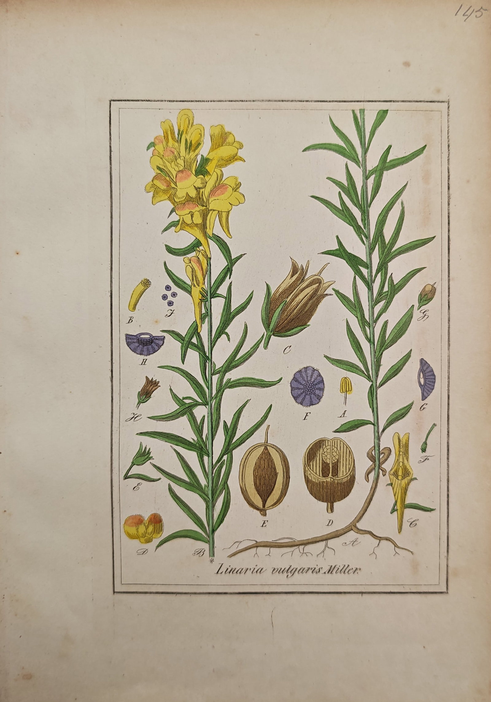 Max Schulze – Common Toadflax – Engraving (19th Century) (1 of 2)