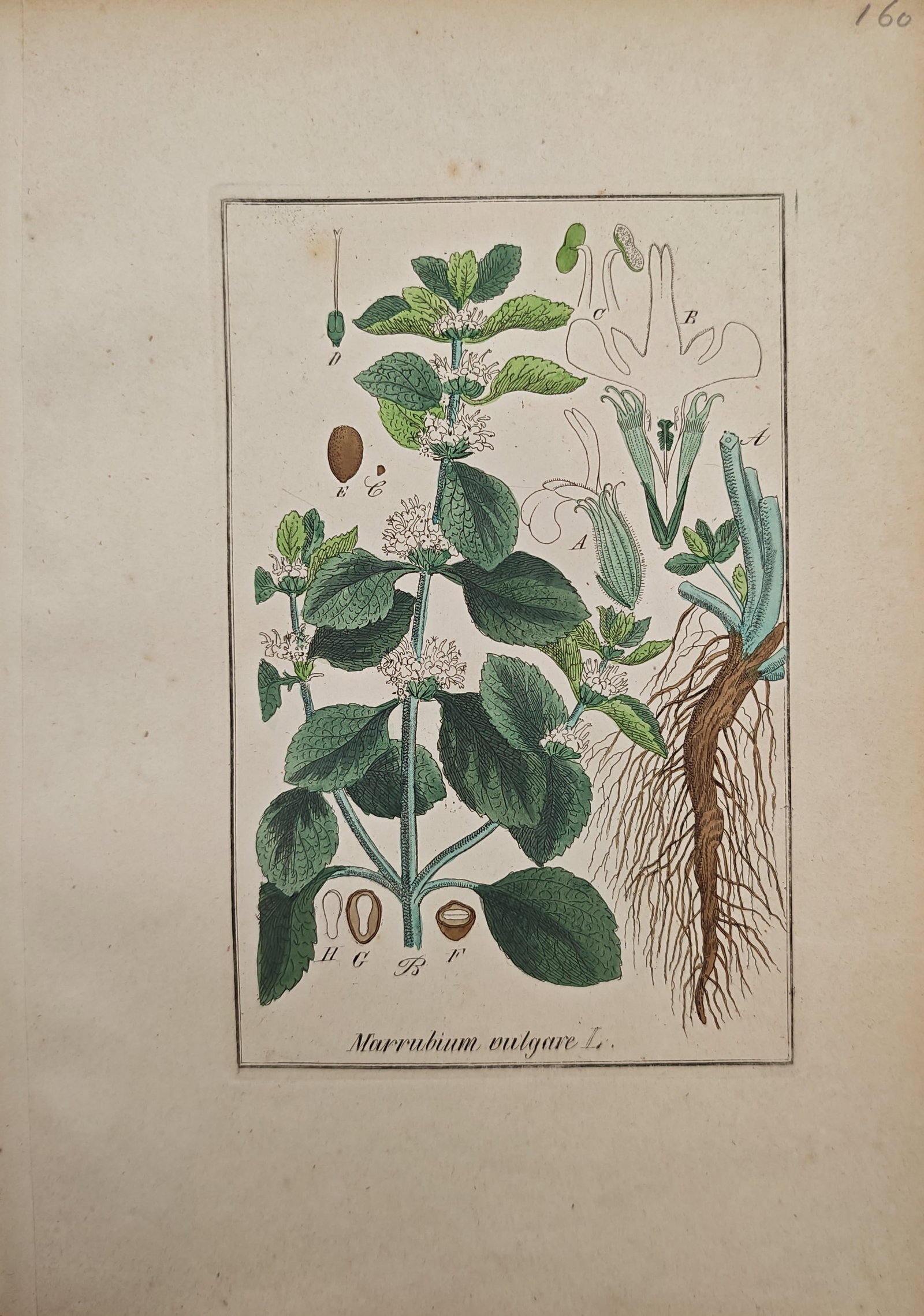 Max Schulze – White Horehound – Engraving (19th Century) (1 of 2)