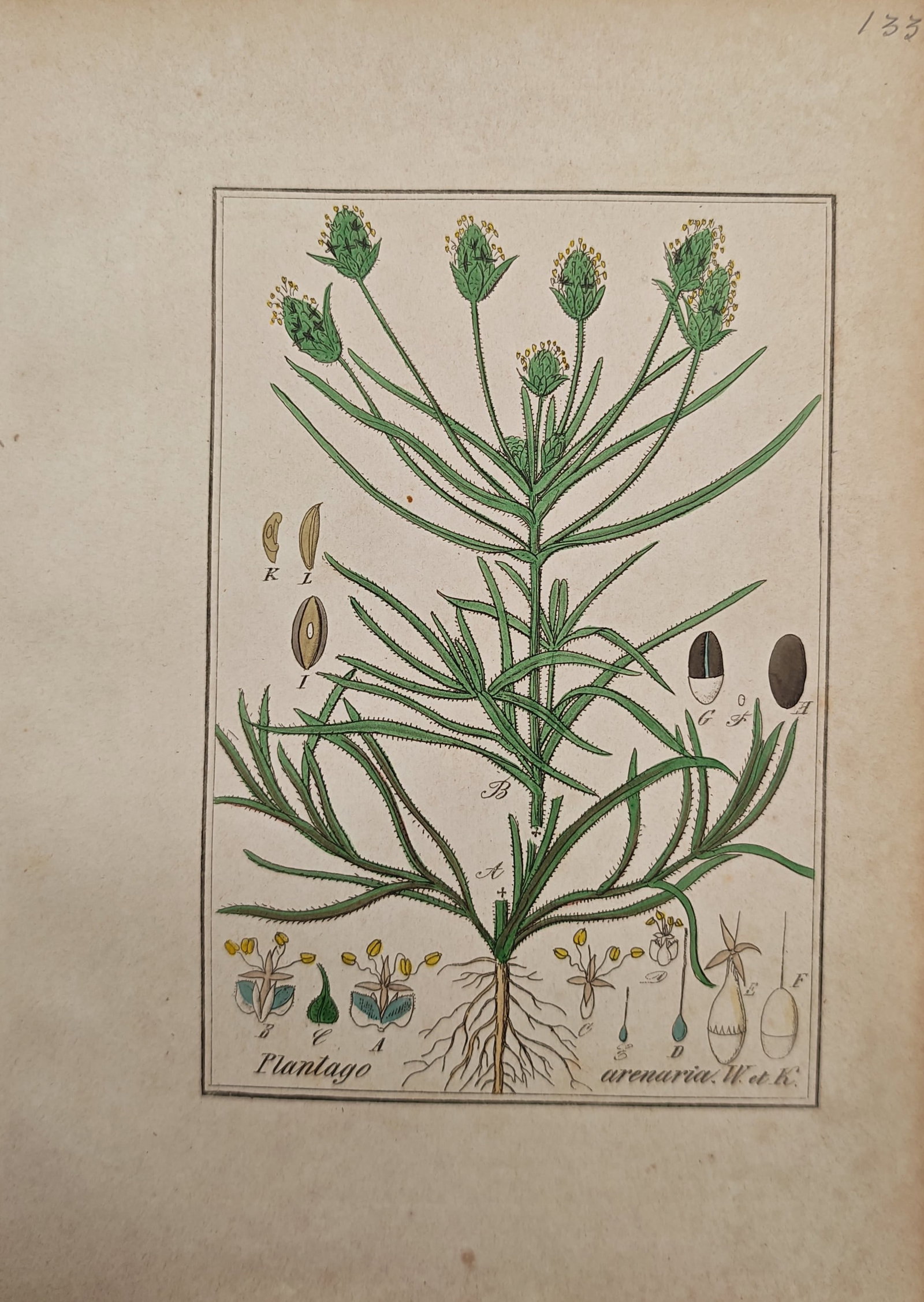 Max Schulze – Sand Plantain – Engraving (19th Century): "Sand Plantain" presents a detailed botanical study of Plantago arenaria illustrating its branched stem, narrow foliage, and terminal flowering spikes alongside anatomical dissections of floral struct
