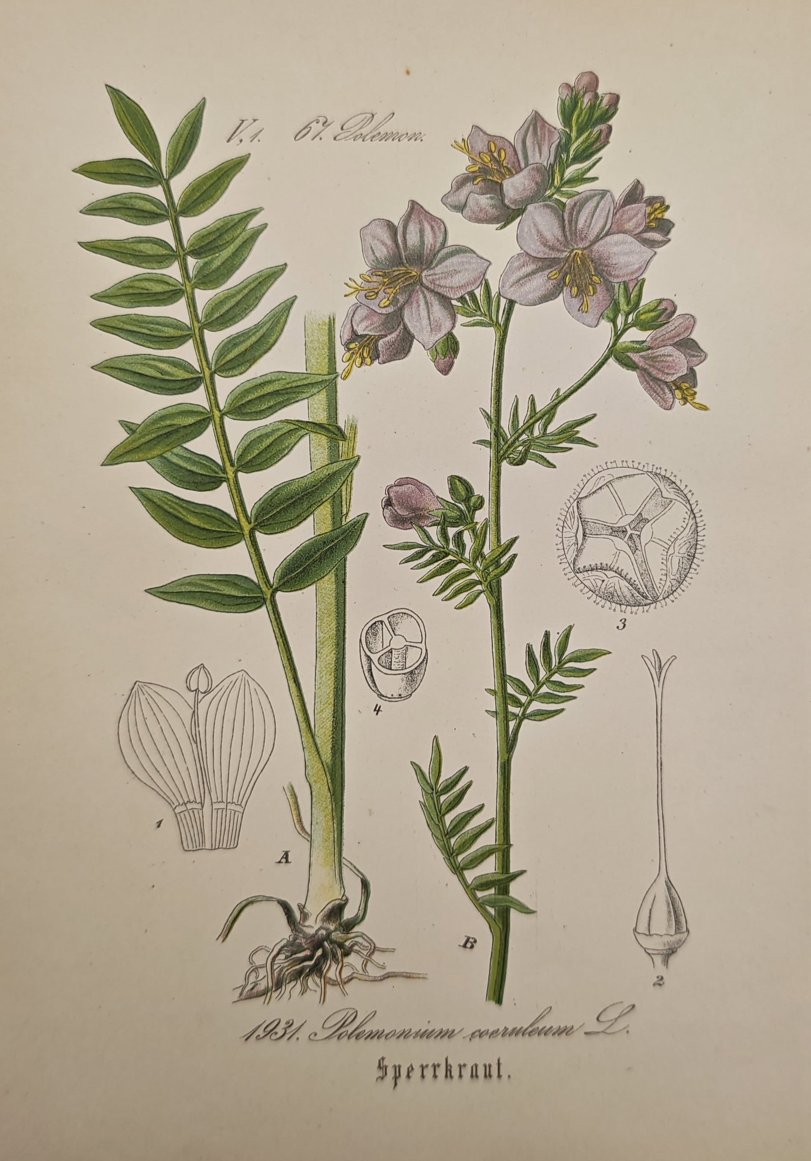 Franz Eugen Köhler – Jacob's Ladder – Lithograph (19th Century): "Jacob's Ladder" presents a detailed botanical study of Polemonium caeruleum illustrating its pinnate foliage, root system, and delicate flowering branches alongside anatomical dissections of floral s