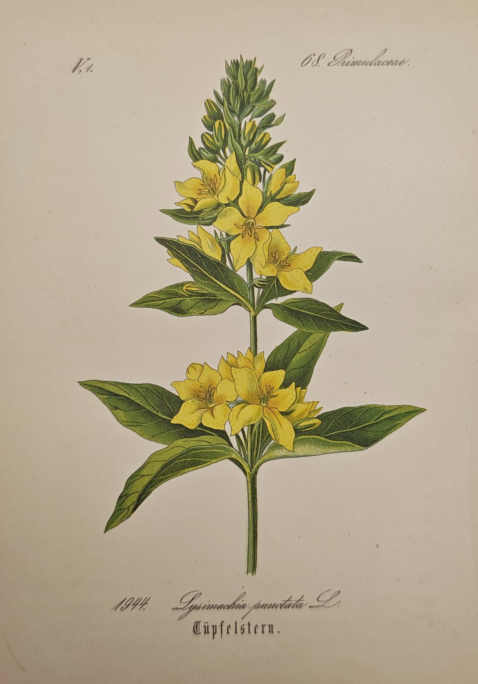Franz Eugen Köhler – Dotted Loosestrife – Lithograph (19th Century): "Dotted Loosestrife" presents a detailed botanical study of Lysimachia punctata illustrating its erect stem, pointed green foliage, and vibrant clusters of yellow star-shaped flowers. This natural his