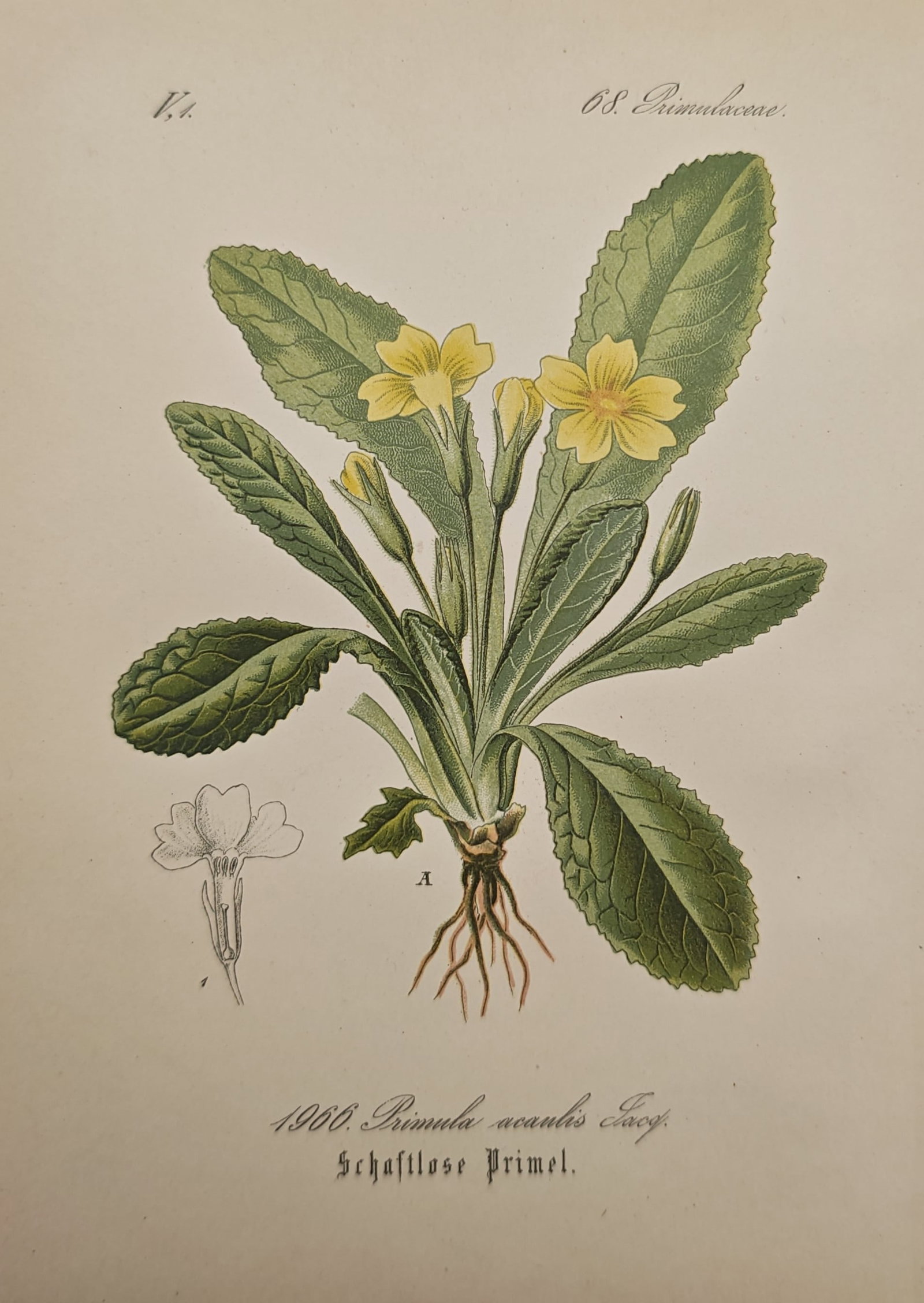 Franz Eugen Köhler – Common Primrose – Lithograph (19th Century): "Stemless Primrose" presents a detailed botanical study of Primula acaulis illustrating its rosette of textured foliage, root system, and pale yellow blossoms alongside an anatomical dissection of its
