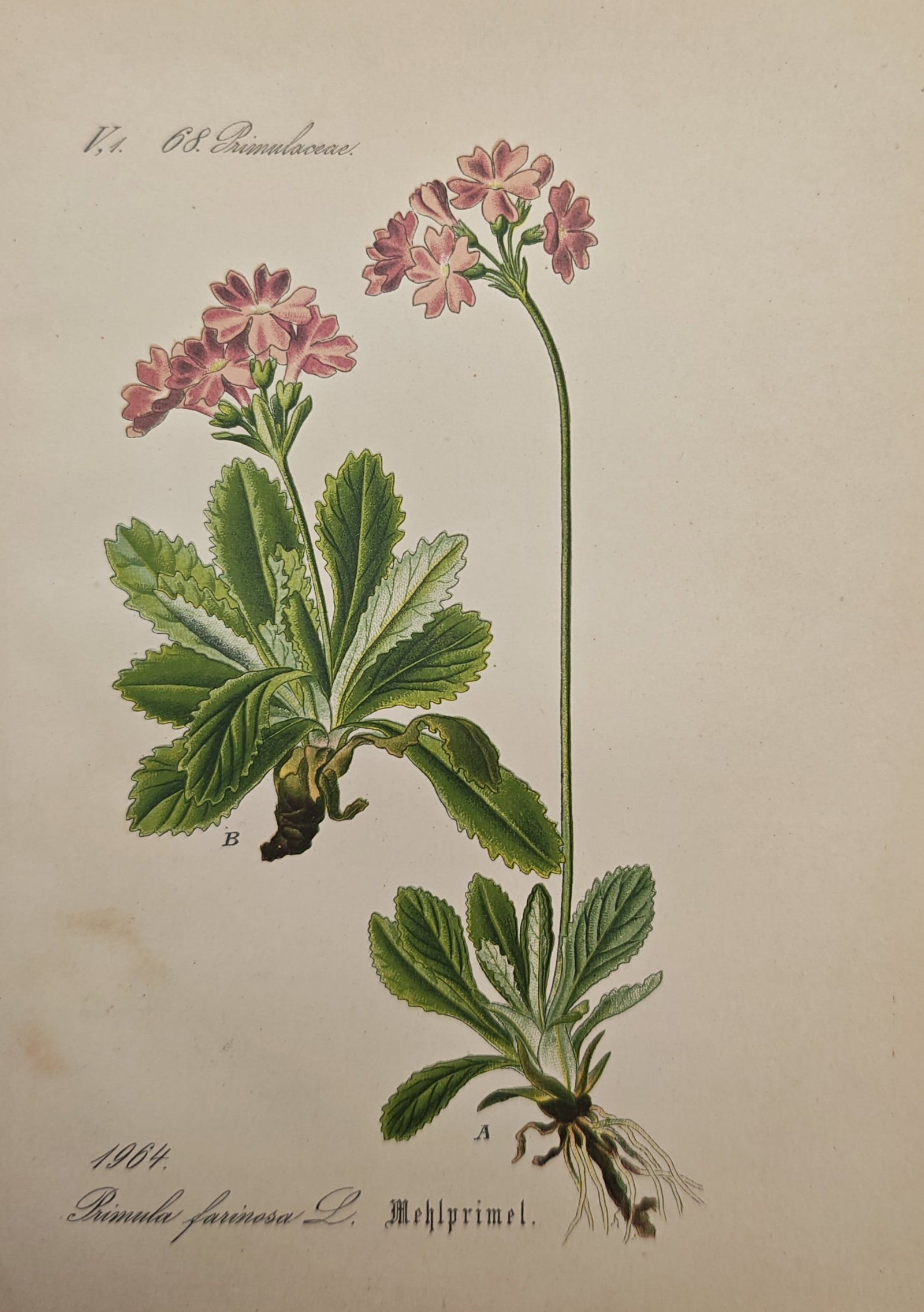 Franz Eugen Köhler – Bird's-Eye Primrose – Lithograph (19th Century): "Bird's-Eye Primrose" presents a detailed botanical study of Primula farinosa illustrating its powdery basal foliage, root systems, and clusters of delicate pink blossoms. This natural history illustr