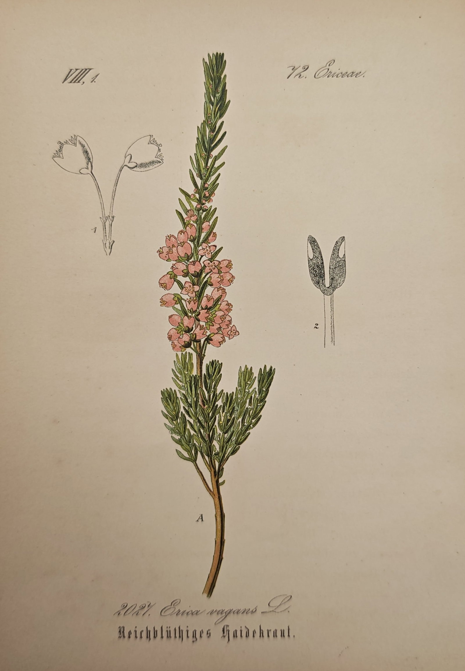 Franz Eugen Köhler – Cornish Heath – Lithograph (19th Century) (1 of 2)