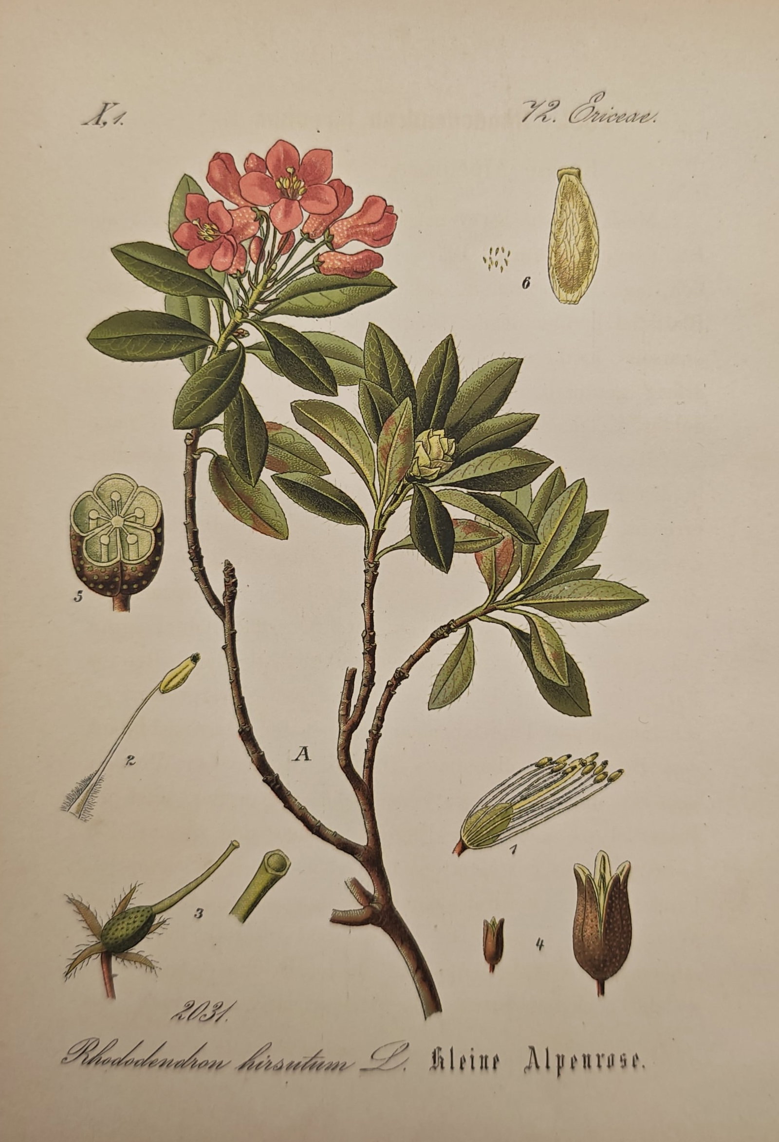 Franz Eugen Köhler – Hairy Alpine Rose – Lithograph (19th Century): "Small Alpine Rose" presents a detailed botanical study of Rhododendron hirsutum illustrating its branching woody stem, evergreen foliage, and clusters of vibrant pink blossoms alongside botanical dis