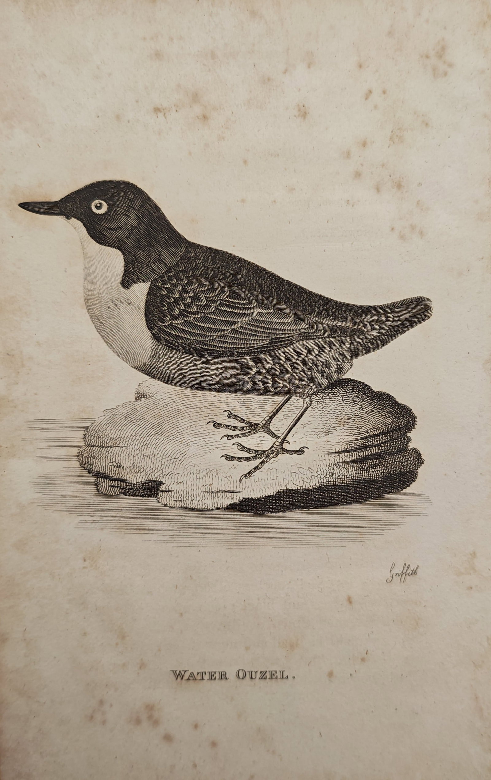 Edward Griffith – Water Ouzel – Engraving (19th Century): "Water Ouzel" presents an ornithological study depicting a white-throated dipper perched atop a stone surrounded by water. This natural history illustration was published as a copperplate engraving du