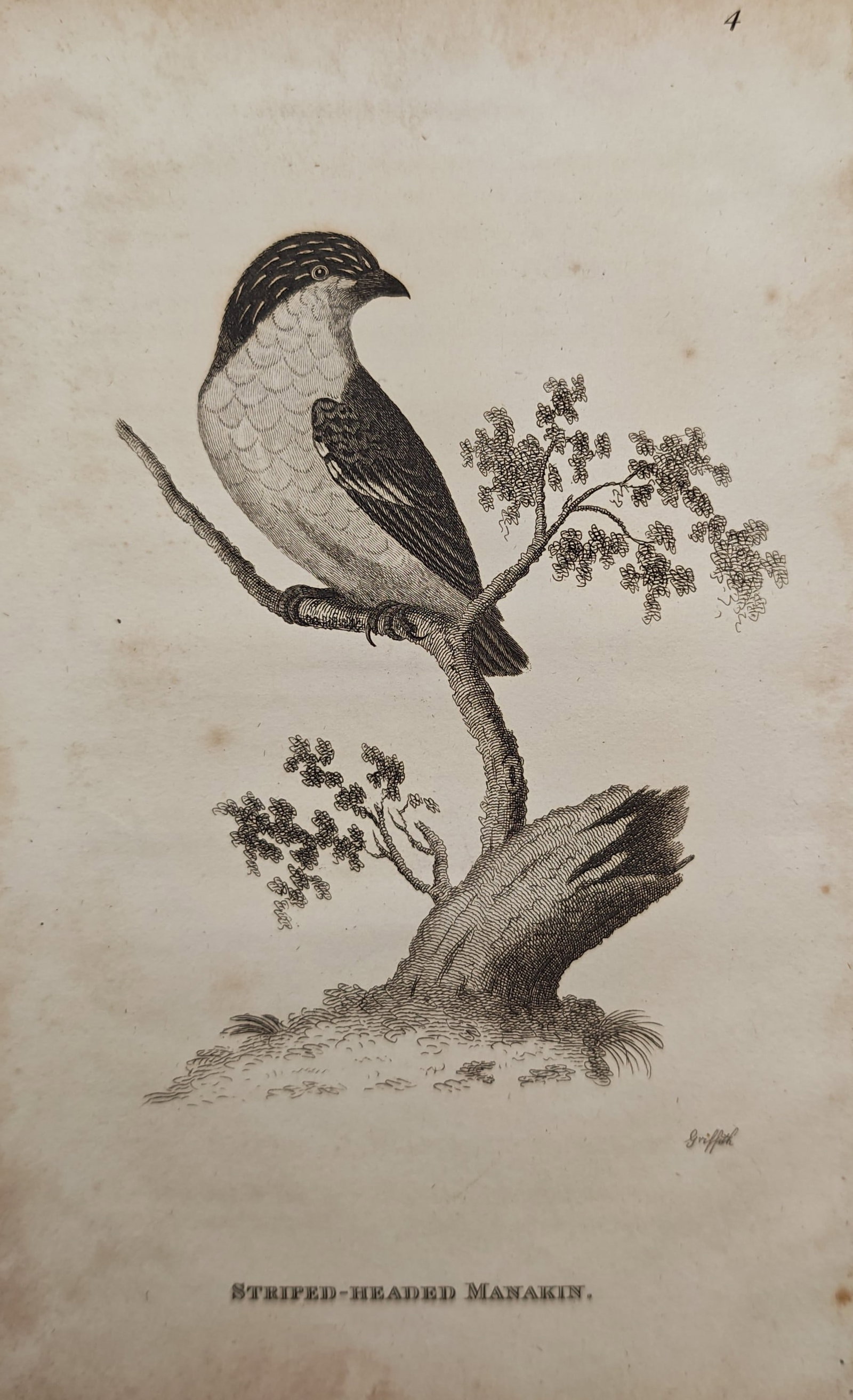 Edward Griffith – Striped-Headed Manakin – Engraving (19th Century) (1 of 2)